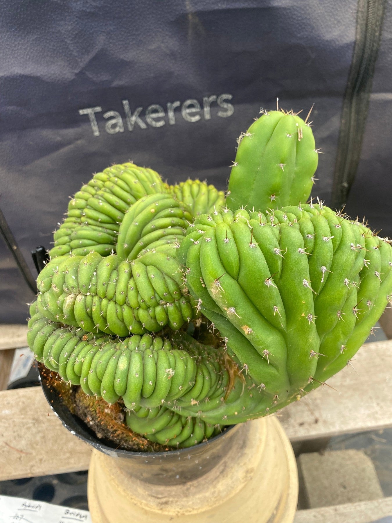 #EC104 EXACT Trichocereus Pachanoi Crested TLC Ornamental Cactus " container-Cactus - Large - Exact-The Succulent Source