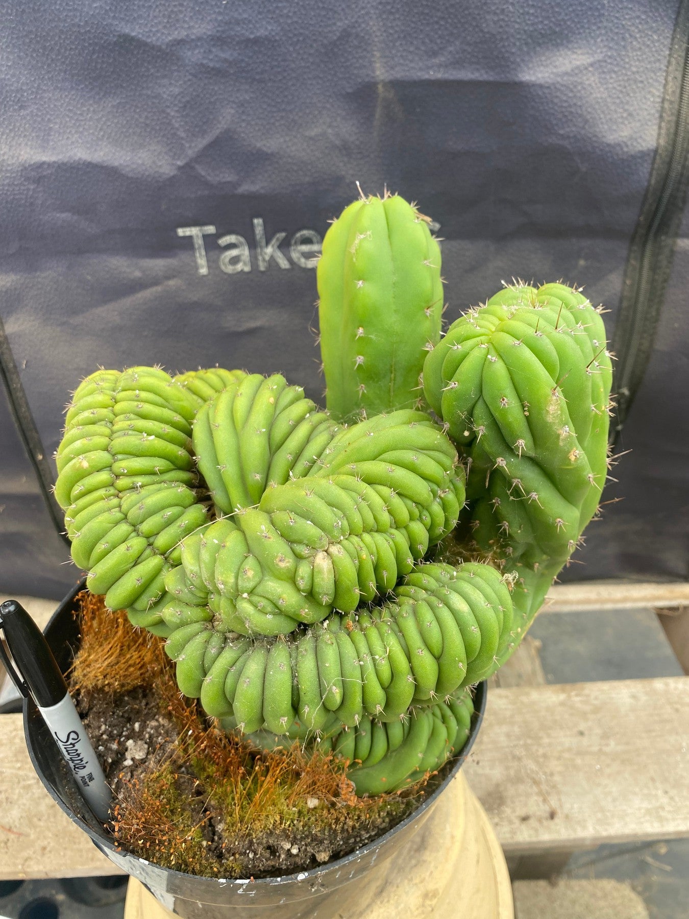 #EC104 EXACT Trichocereus Pachanoi Crested TLC Ornamental Cactus " container-Cactus - Large - Exact-The Succulent Source