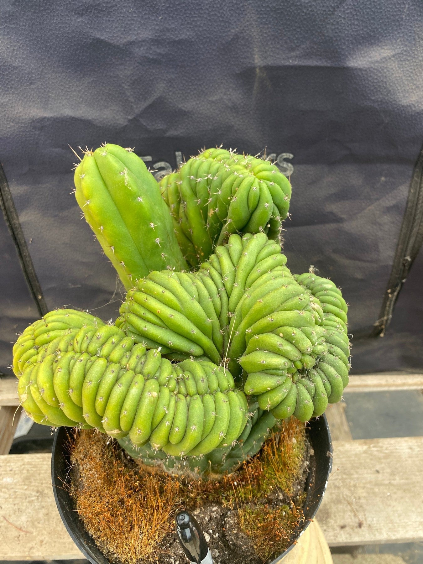 #EC104 EXACT Trichocereus Pachanoi Crested TLC Ornamental Cactus " container-Cactus - Large - Exact-The Succulent Source