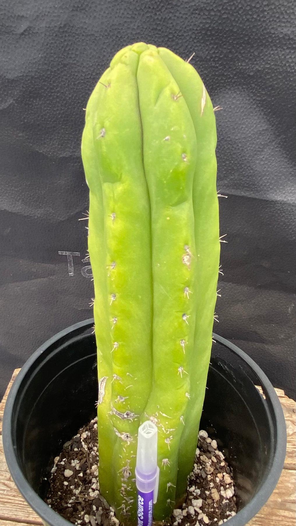 #EC105 EXACT Trichocereus Pachanoi Monstrose Ornamental Cactus 11.5"-Cactus - Large - Exact-The Succulent Source