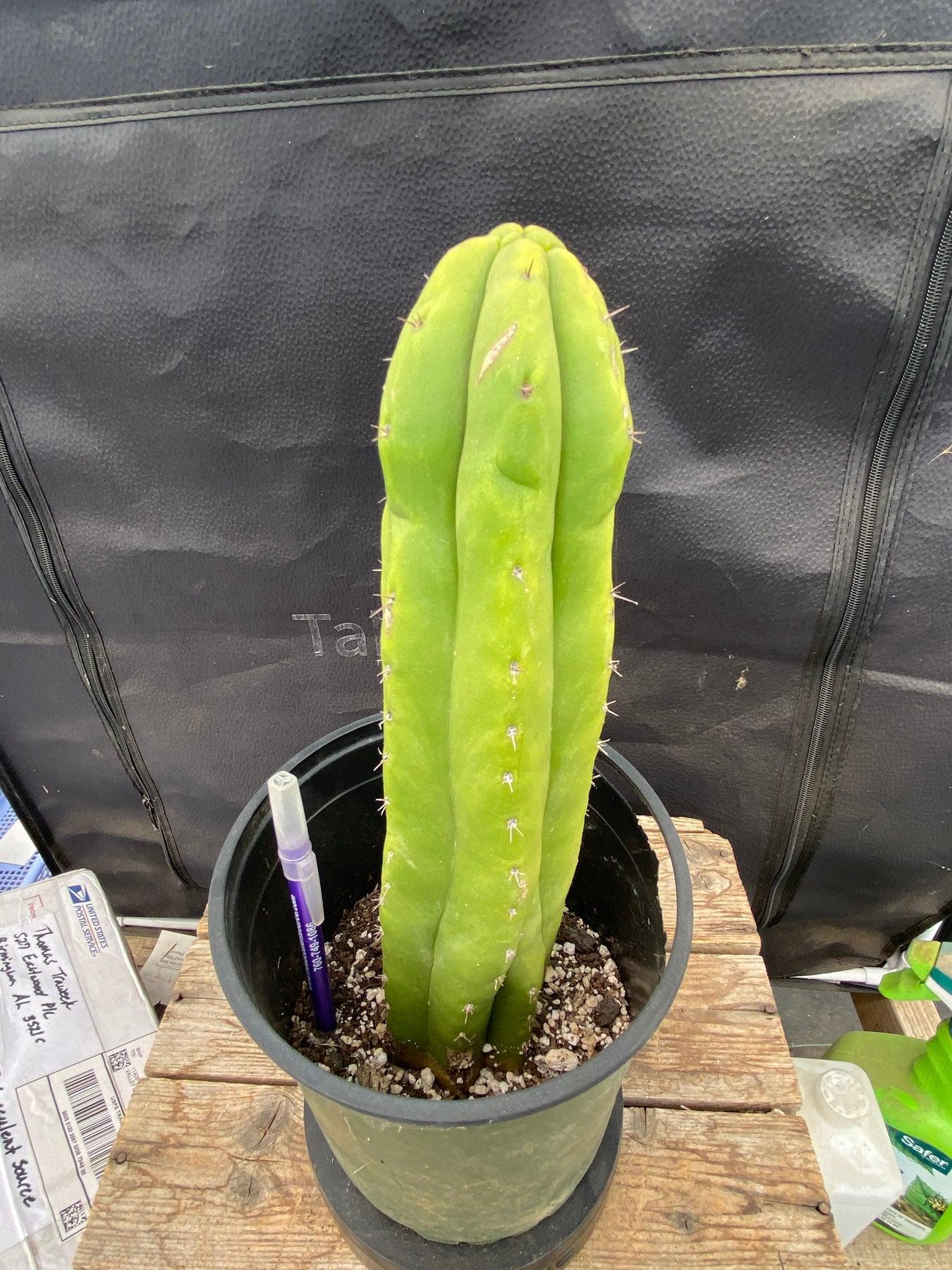 #EC105 EXACT Trichocereus Pachanoi Monstrose Ornamental Cactus 11.5"-Cactus - Large - Exact-The Succulent Source