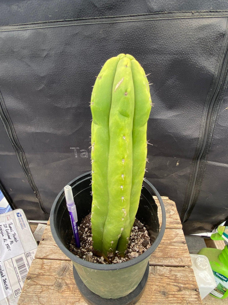 #EC105 EXACT Trichocereus Pachanoi Monstrose  Ornamental Cactus 11.5"