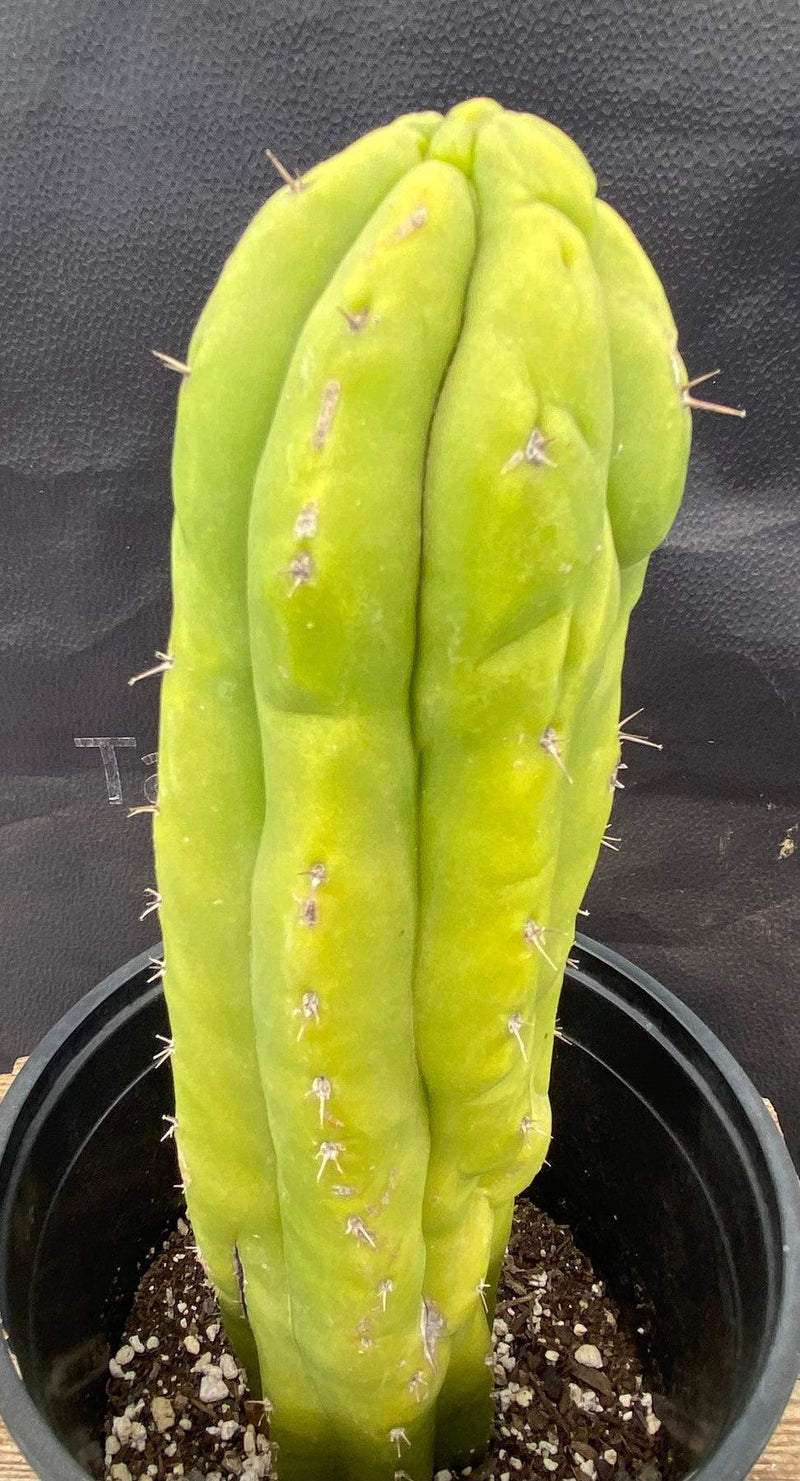 #EC105 EXACT Trichocereus Pachanoi Monstrose  Ornamental Cactus 11.5"