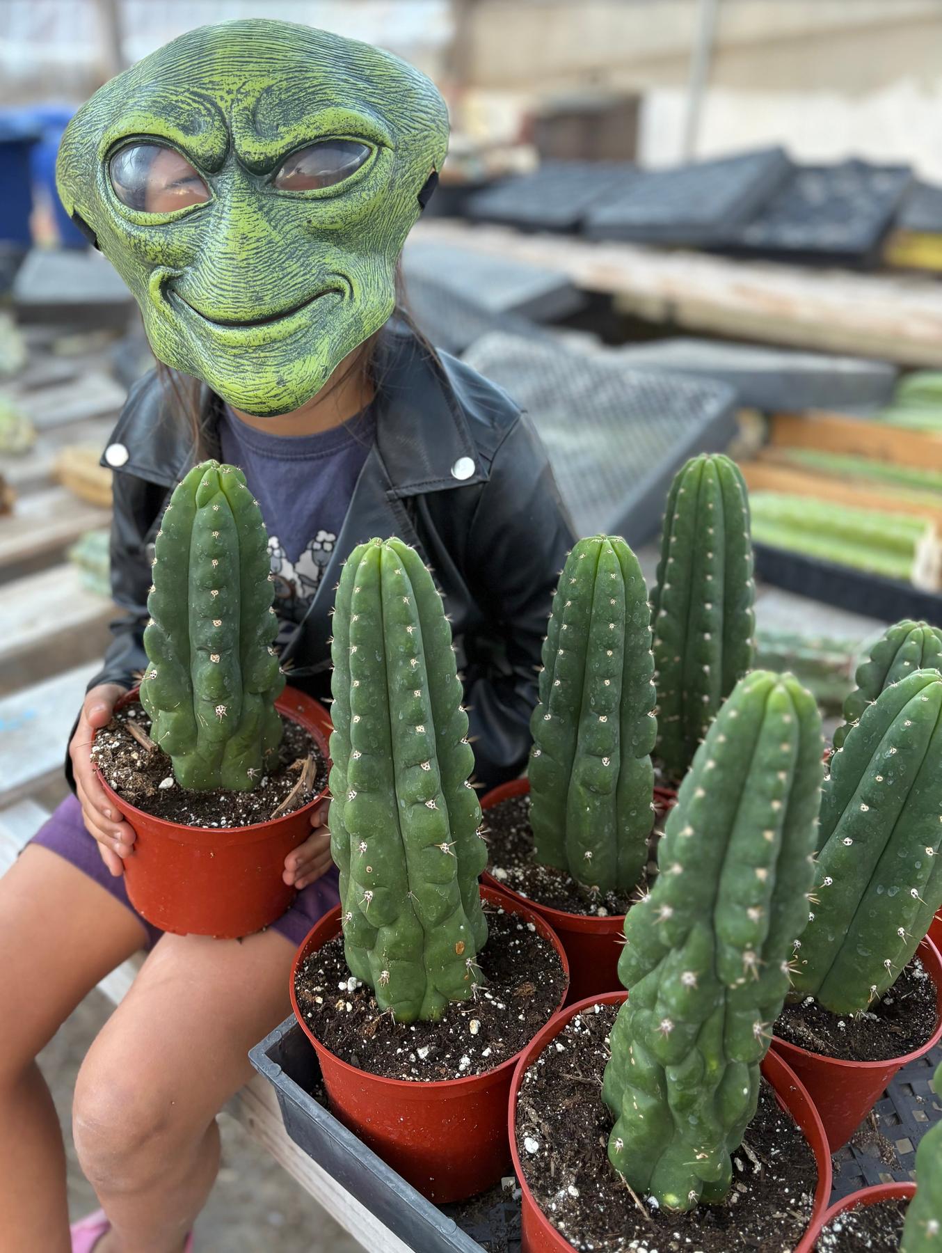 #EC105 EXACT Trichocereus Pachanoi Monstrose TPM Ornamental Cactus 8-10” Potted-Cactus - Large - Exact-The Succulent Source