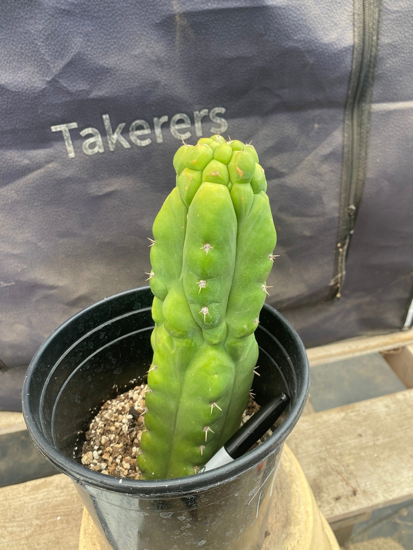 #EC105 EXACT Trichocereus Pachanoi Monstrose TPM Ornamental Cactus 9"-Cactus - Large - Exact-The Succulent Source