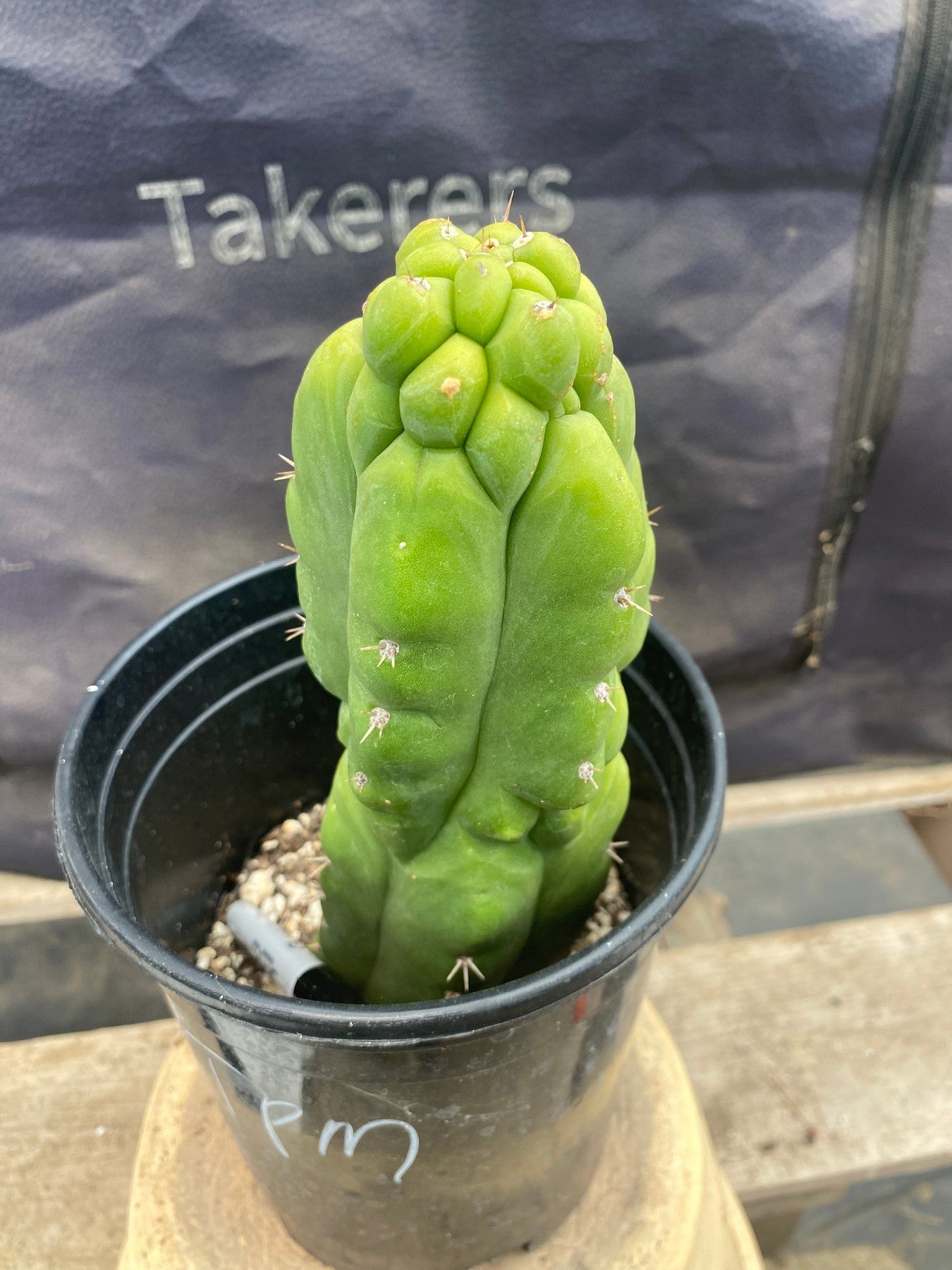 #EC105 EXACT Trichocereus Pachanoi Monstrose TPM Ornamental Cactus 9"-Cactus - Large - Exact-The Succulent Source