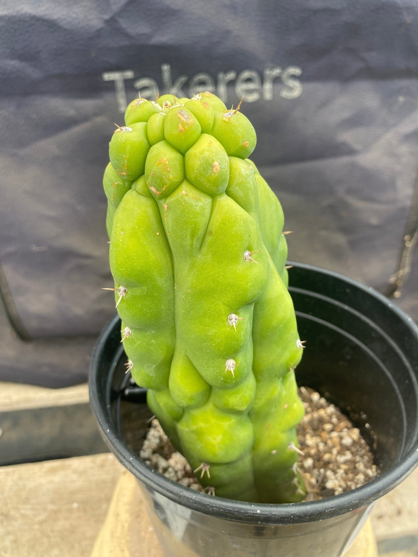 #EC105 EXACT Trichocereus Pachanoi Monstrose TPM Ornamental Cactus 9"-Cactus - Large - Exact-The Succulent Source