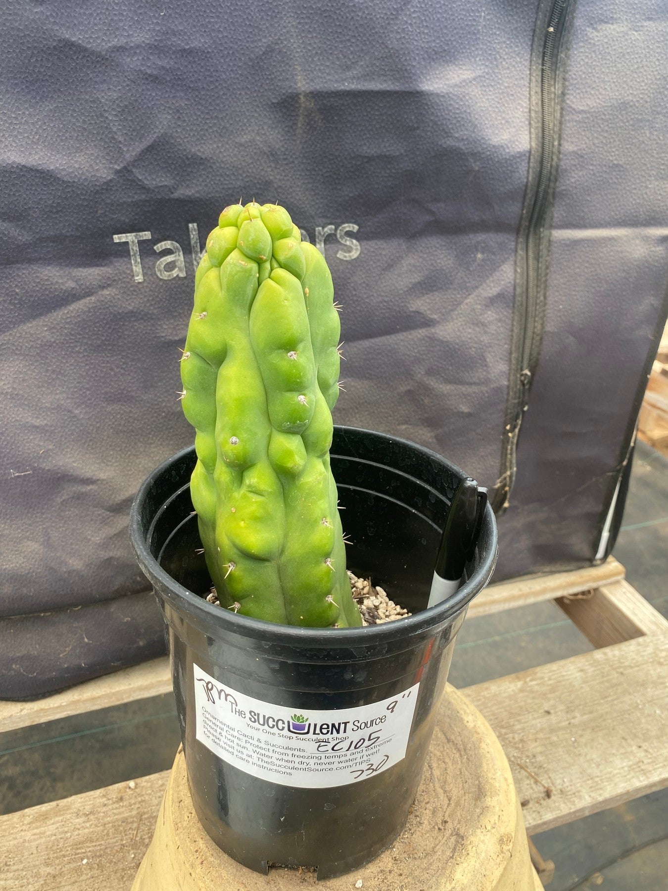 #EC105 EXACT Trichocereus Pachanoi Monstrose TPM Ornamental Cactus 9"-Cactus - Large - Exact-The Succulent Source