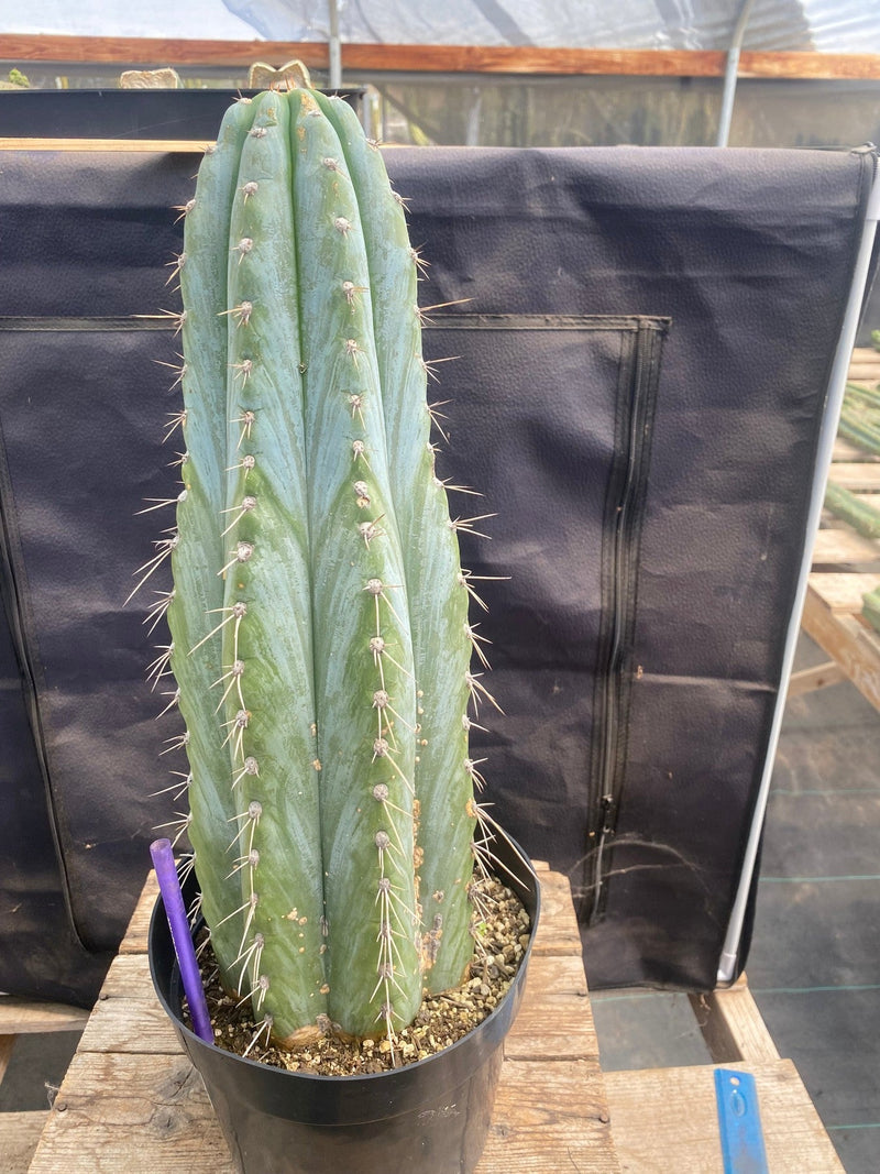 #EC106 EXACT Trichocereus Pachanoi Skip/CG Campground Cactus 16.5