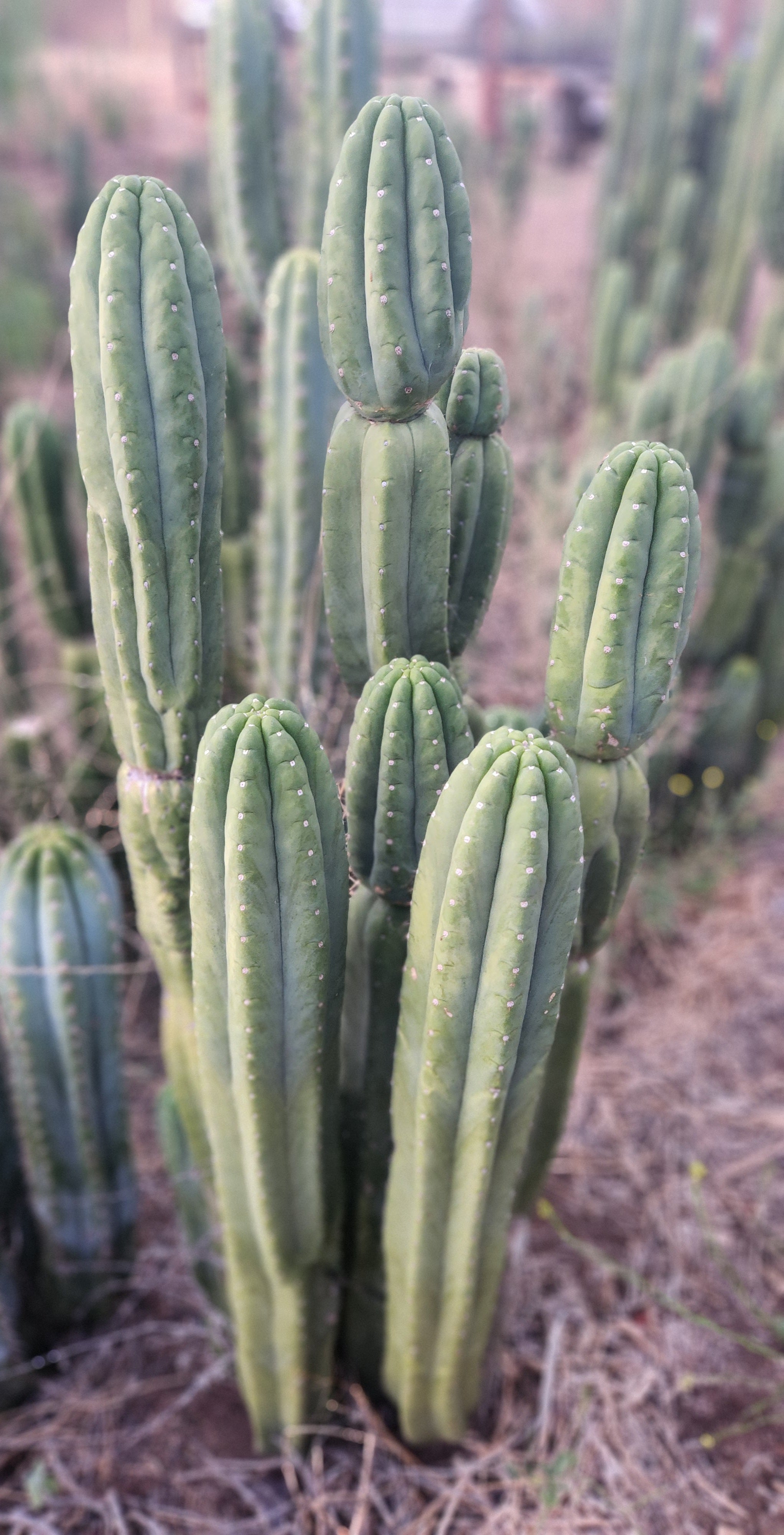 #EC106 EXACT Trichocereus Pachanoi Skip/CG Campground Cactus 16.5-Cactus - Large - Exact-The Succulent Source