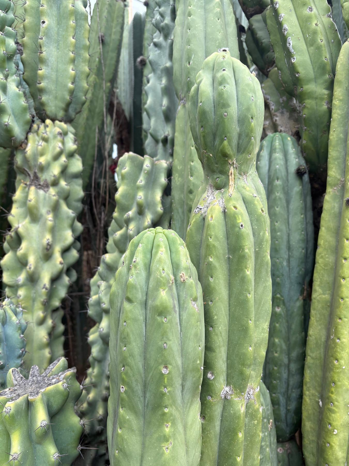 #EC106 EXACT Trichocereus Pachanoi Skip/CG Campground Cactus Cutting-Cactus - Large - Exact-The Succulent Source
