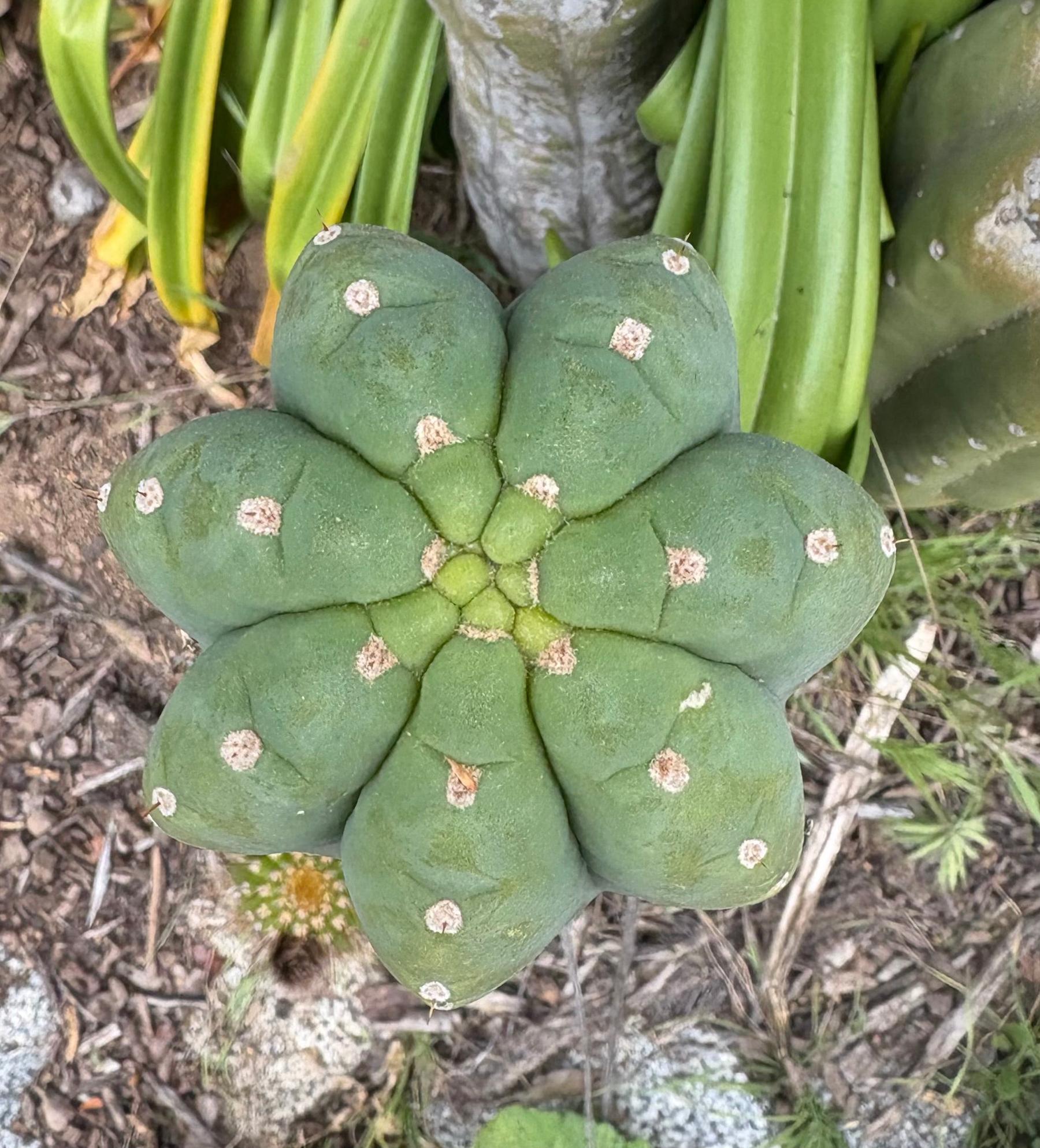 #EC106 EXACT Trichocereus Pachanoi Skip/CG Campground Cactus Cutting-Cactus - Large - Exact-The Succulent Source