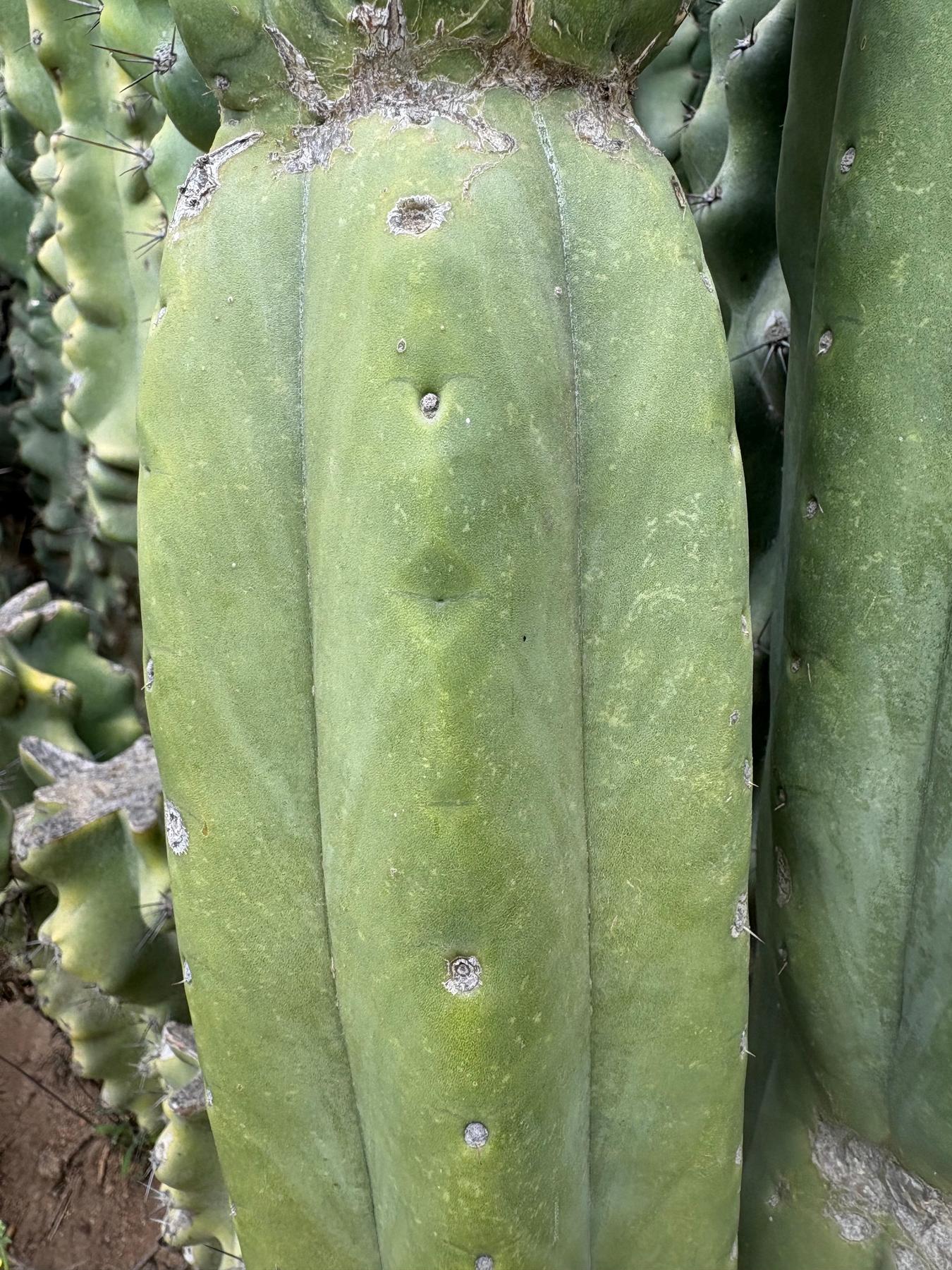 #EC106 EXACT Trichocereus Pachanoi Skip/CG Campground Cactus Cutting-Cactus - Large - Exact-The Succulent Source