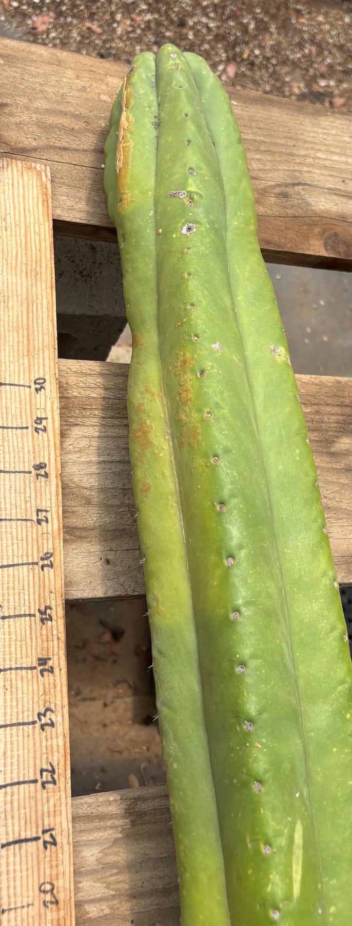 #EC106 EXACT Trichocereus Pachanoi Skip/CG Campground Cactus Cutting-Cactus - Large - Exact-The Succulent Source