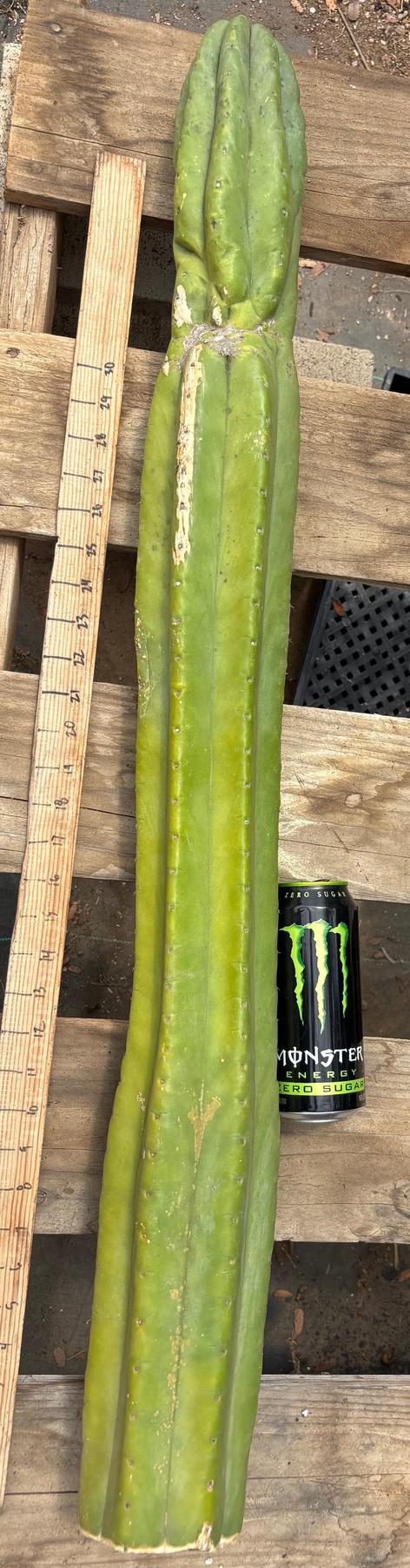 #EC106 EXACT Trichocereus Pachanoi Skip/CG Campground Cactus Cutting-Cactus - Large - Exact-The Succulent Source