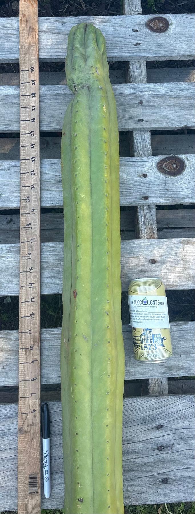 #EC106 EXACT Trichocereus Pachanoi Skip/CG Campground Cactus Cutting-Cactus - Large - Exact-The Succulent Source