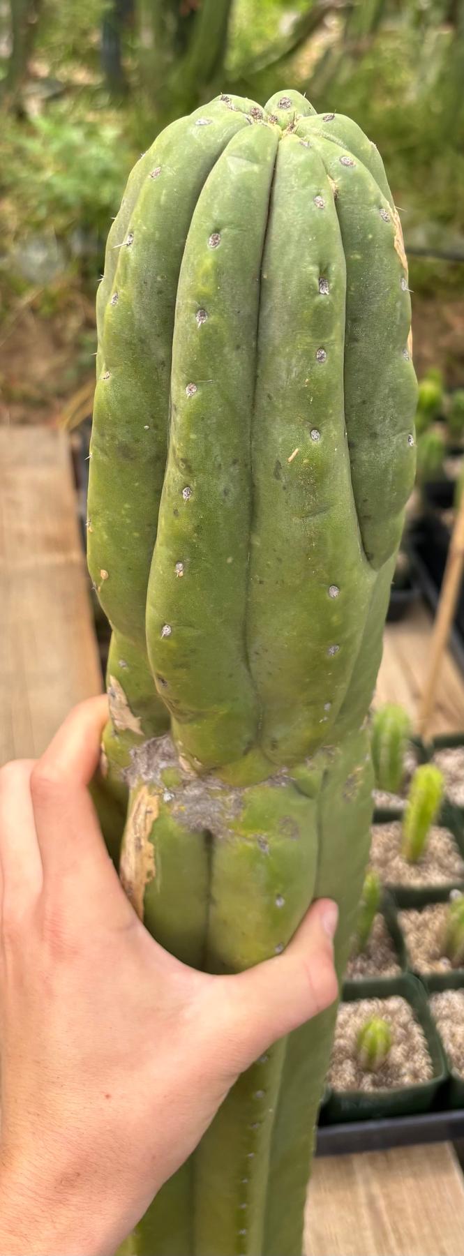 #EC106 EXACT Trichocereus Pachanoi Skip/CG Campground Cactus Cutting-Cactus - Large - Exact-The Succulent Source