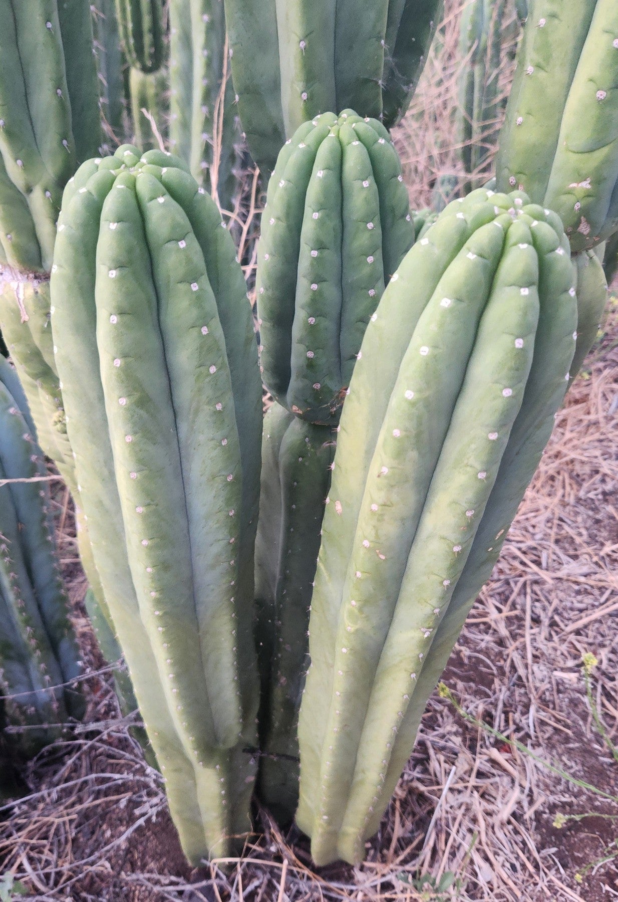 #EC106 EXACT Trichocereus Pachanoi Skip/CG Campground Cactus 16.5-Cactus - Large - Exact-The Succulent Source