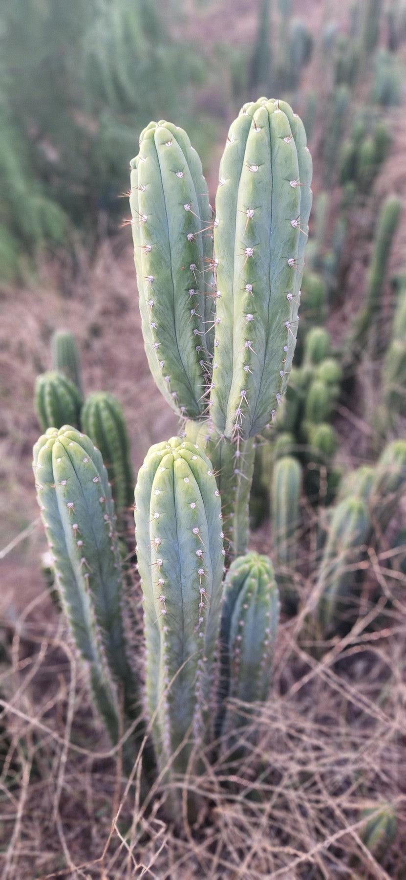 #EC106 EXACT Trichocereus Pachanoi Skip/CG Campground Cactus 16.5-Cactus - Large - Exact-The Succulent Source