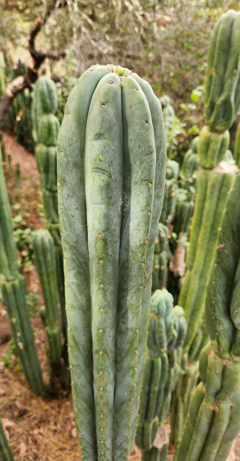 #EC106 EXACT Trichocereus Pachanoi Skip/CG Campground Cactus Cutting-Cactus - Large - Exact-The Succulent Source