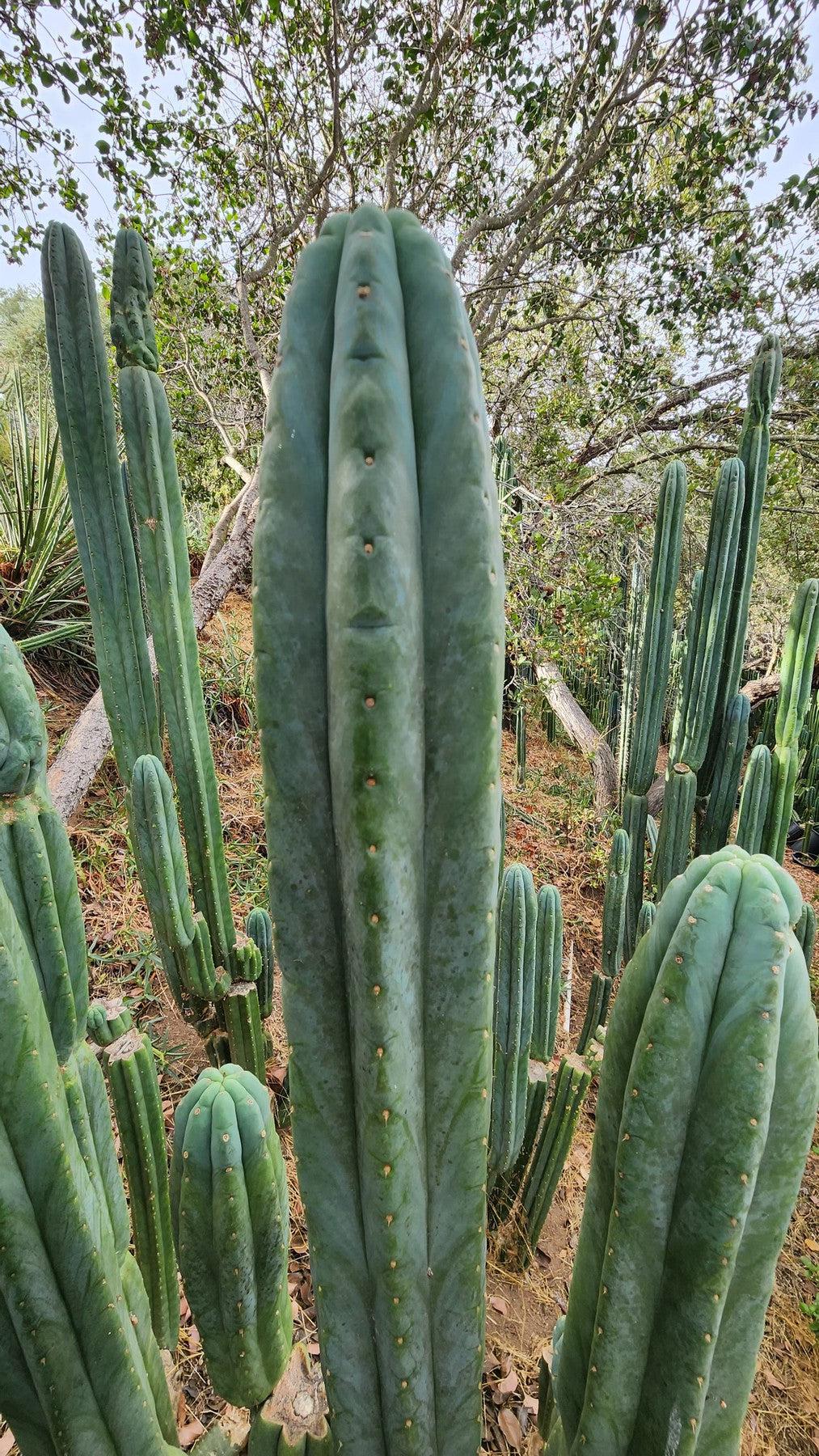 #EC106 EXACT Trichocereus Pachanoi Skip/CG Campground Cactus Cutting-Cactus - Large - Exact-The Succulent Source