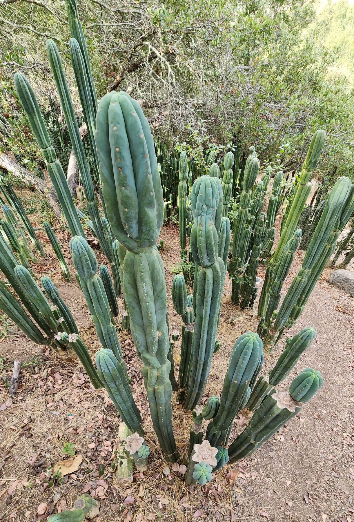 #EC106 EXACT Trichocereus Pachanoi Skip/CG Campground Cactus Cutting-Cactus - Large - Exact-The Succulent Source