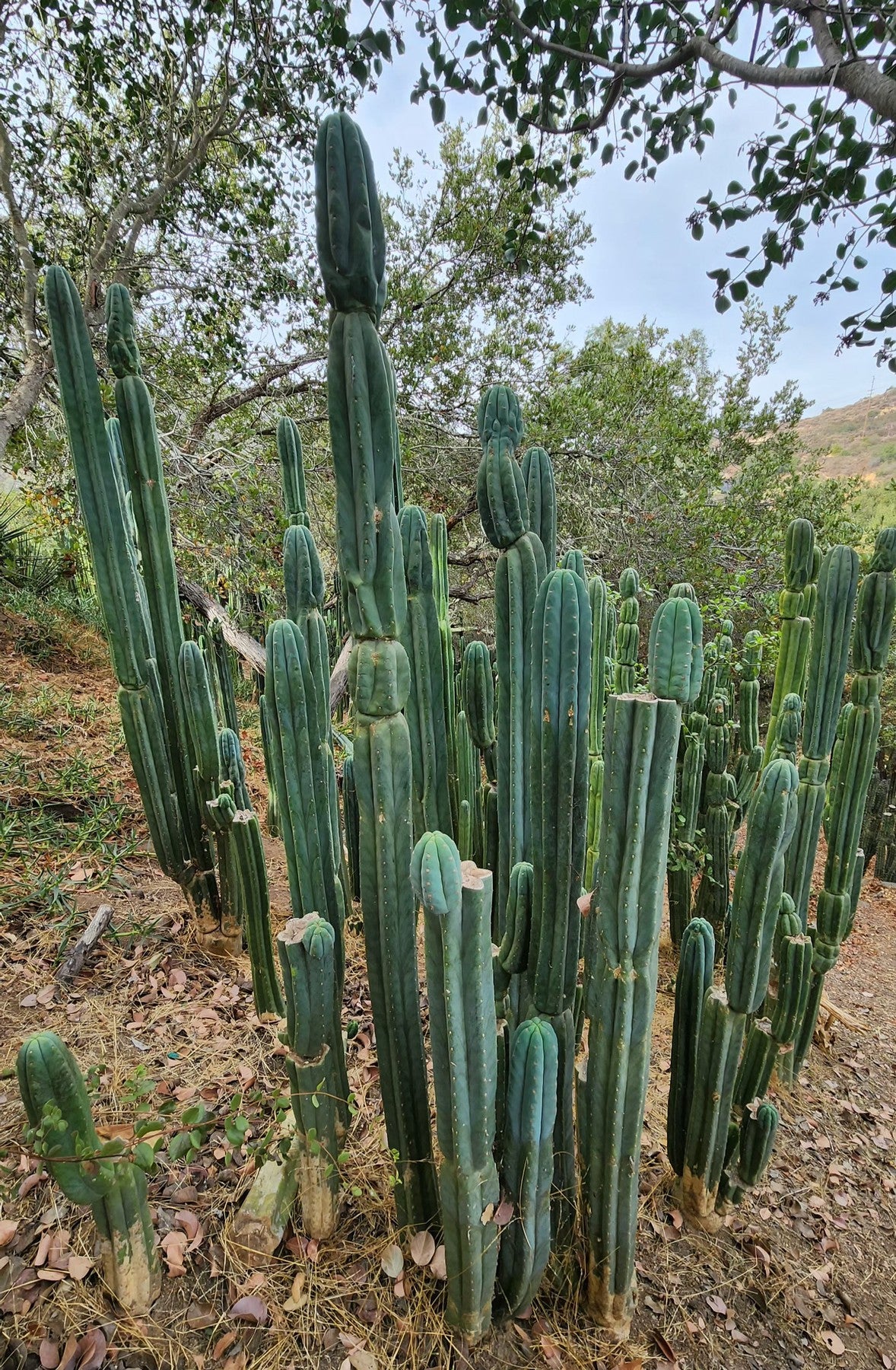 #EC106 EXACT Trichocereus Pachanoi Skip/CG Campground Cactus Cutting-Cactus - Large - Exact-The Succulent Source