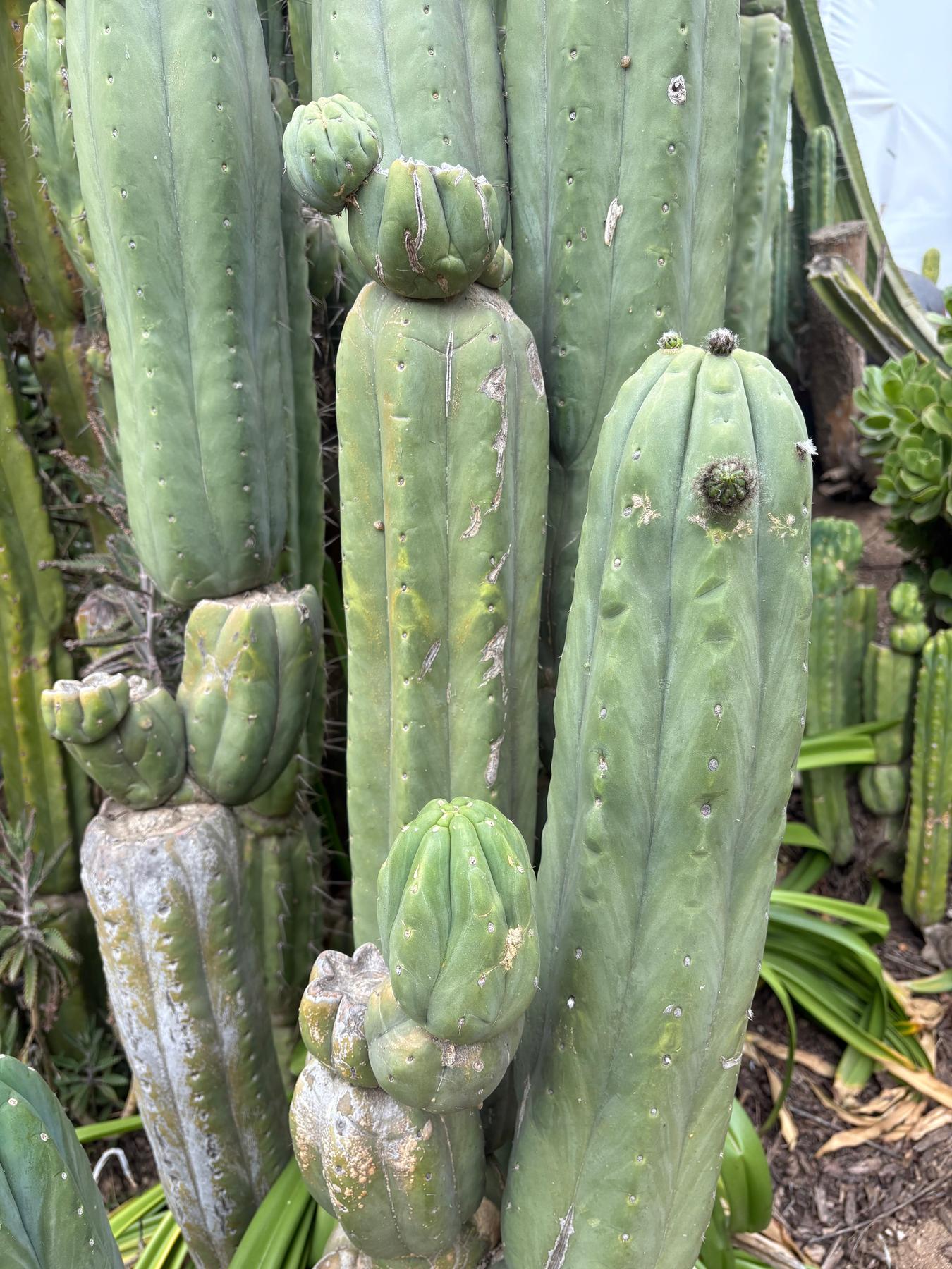#EC106 EXACT Trichocereus Pachanoi Skip/CG Campground Cactus Cutting-Cactus - Large - Exact-The Succulent Source
