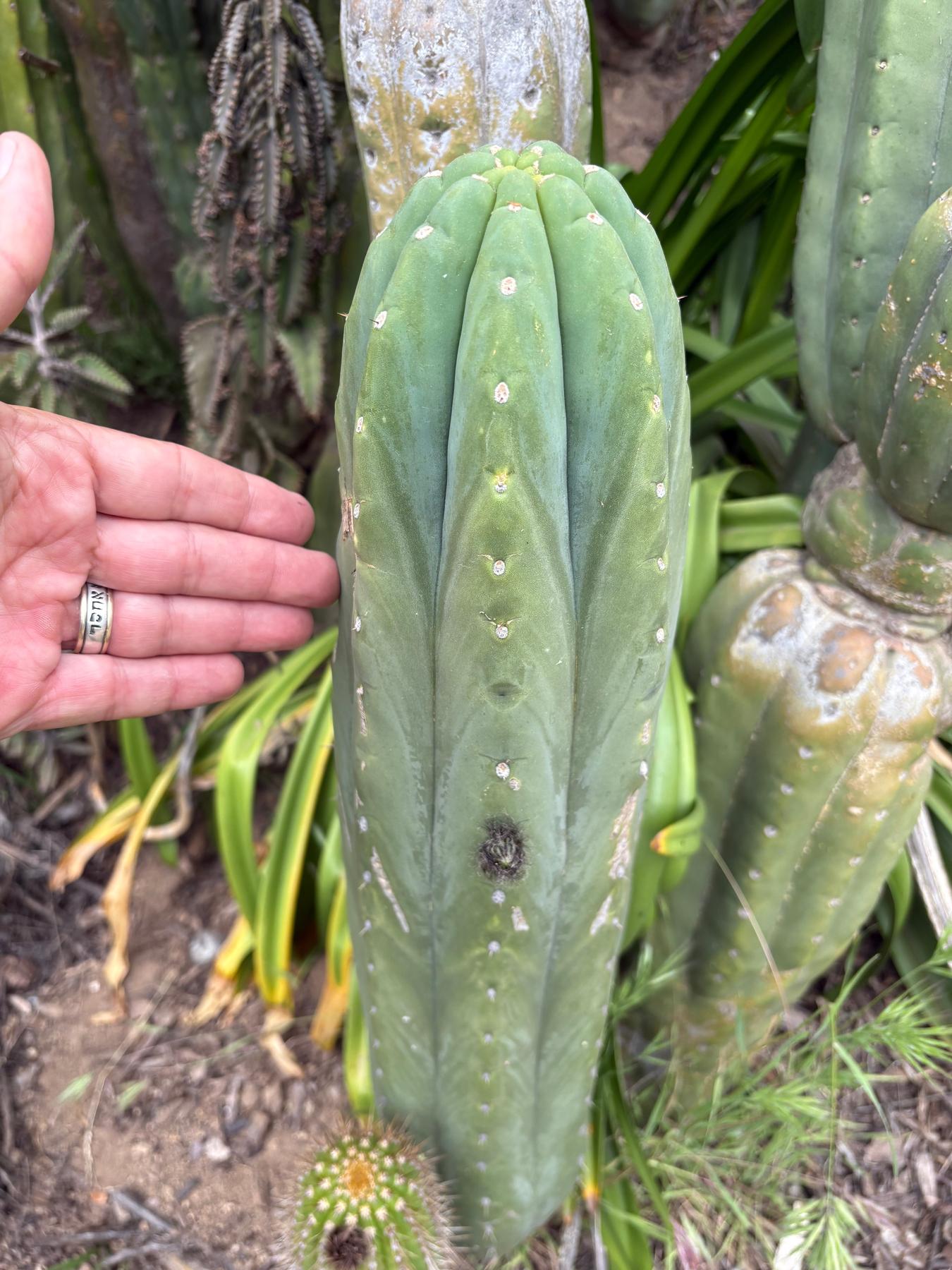 #EC106 EXACT Trichocereus Pachanoi Skip/CG Campground Cactus Cutting-Cactus - Large - Exact-The Succulent Source