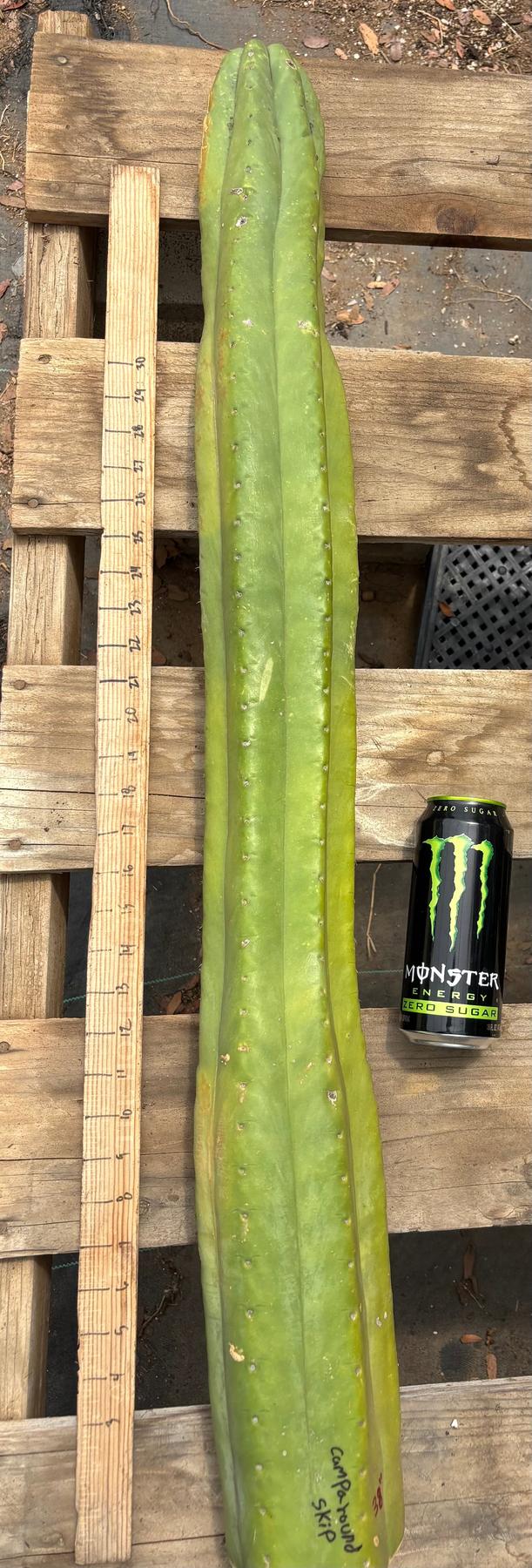 #EC106 EXACT Trichocereus Pachanoi Skip/CG Campground Cactus Cutting-Cactus - Large - Exact-The Succulent Source