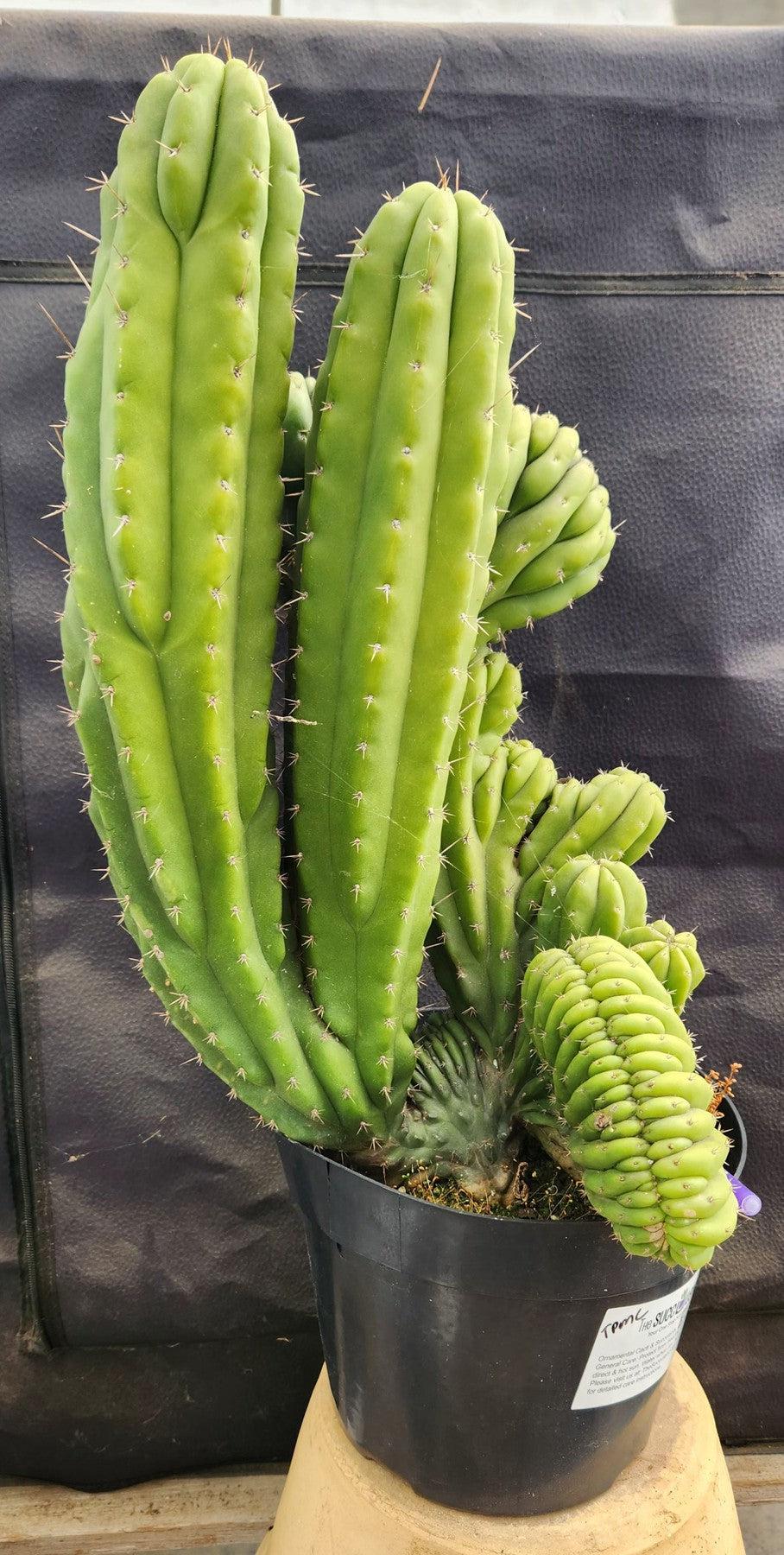 #EC109 Exact Trichocereus Pachanoi Crested Cactus-Cactus - Large - Exact-The Succulent Source