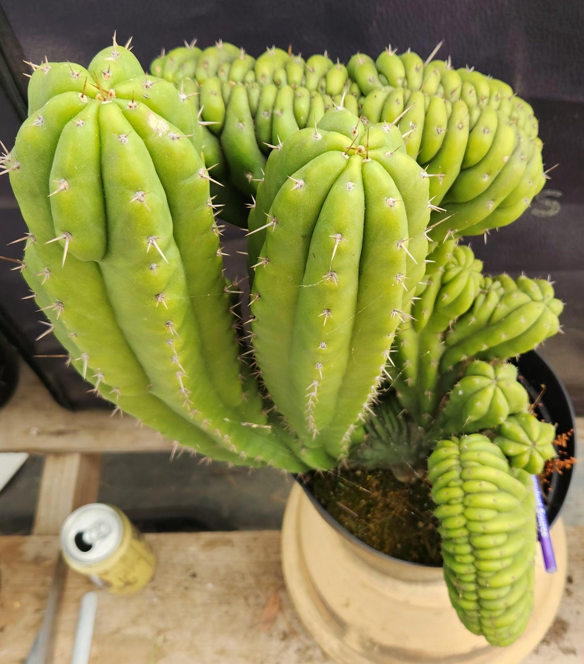 #EC109 Exact Trichocereus Pachanoi Crested Cactus-Cactus - Large - Exact-The Succulent Source