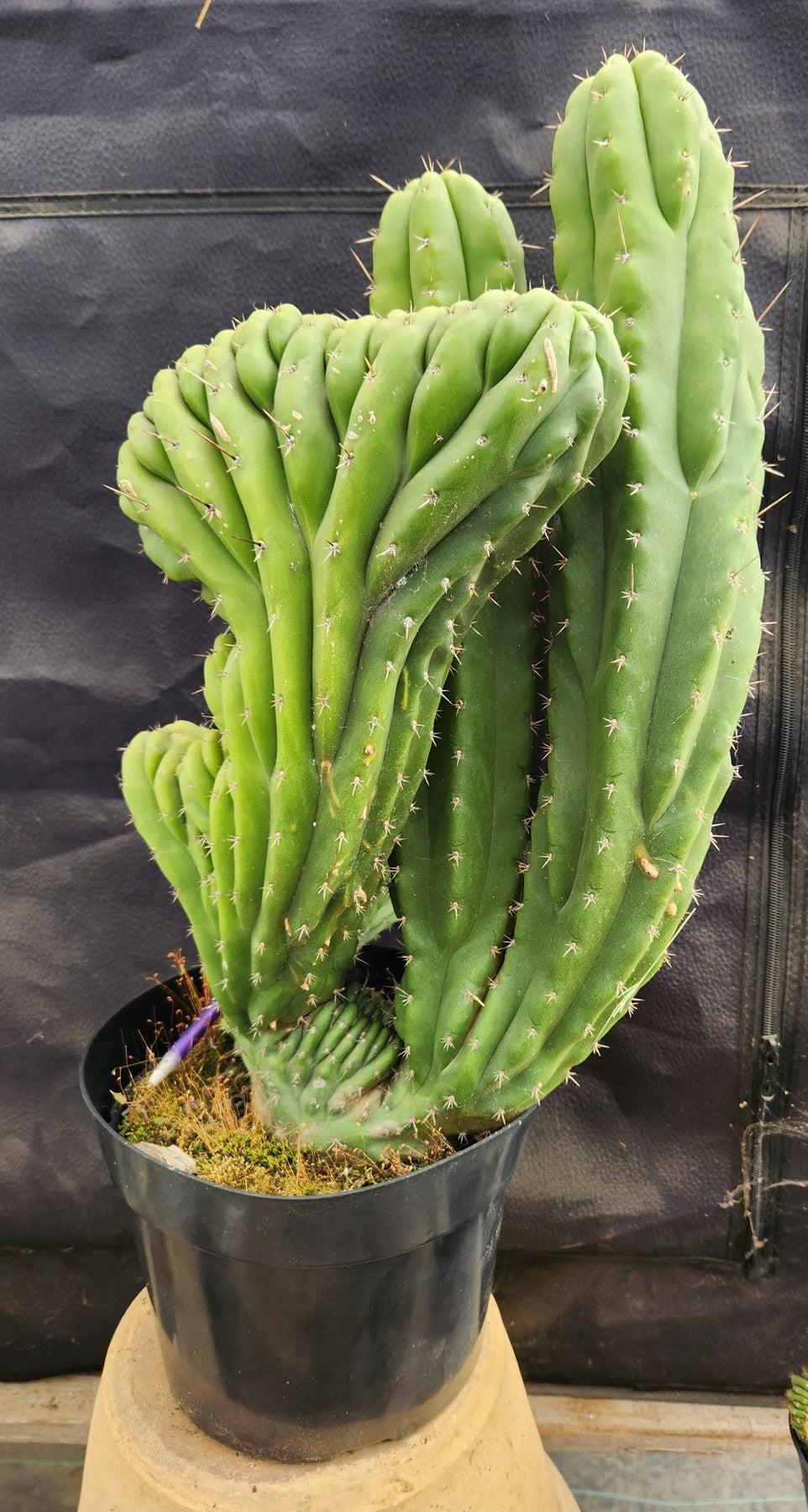 #EC109 Exact Trichocereus Pachanoi Crested Cactus-Cactus - Large - Exact-The Succulent Source