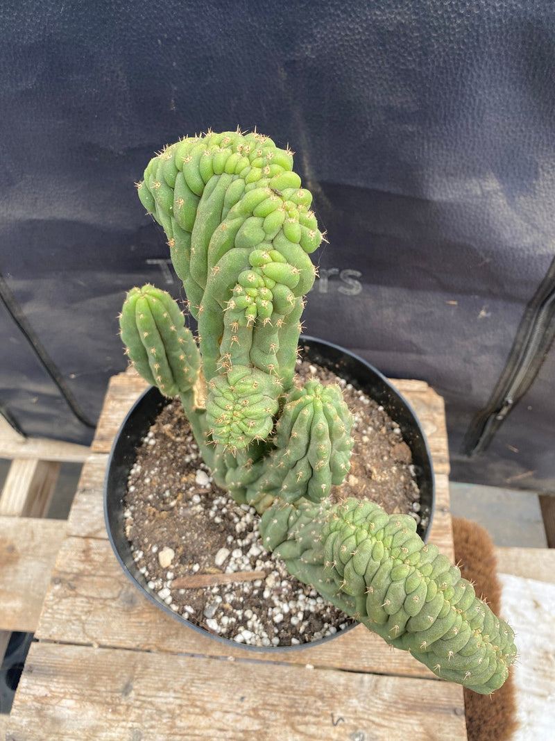 #EC109 Exact Trichocereus Pachanoi  Crested Cactus