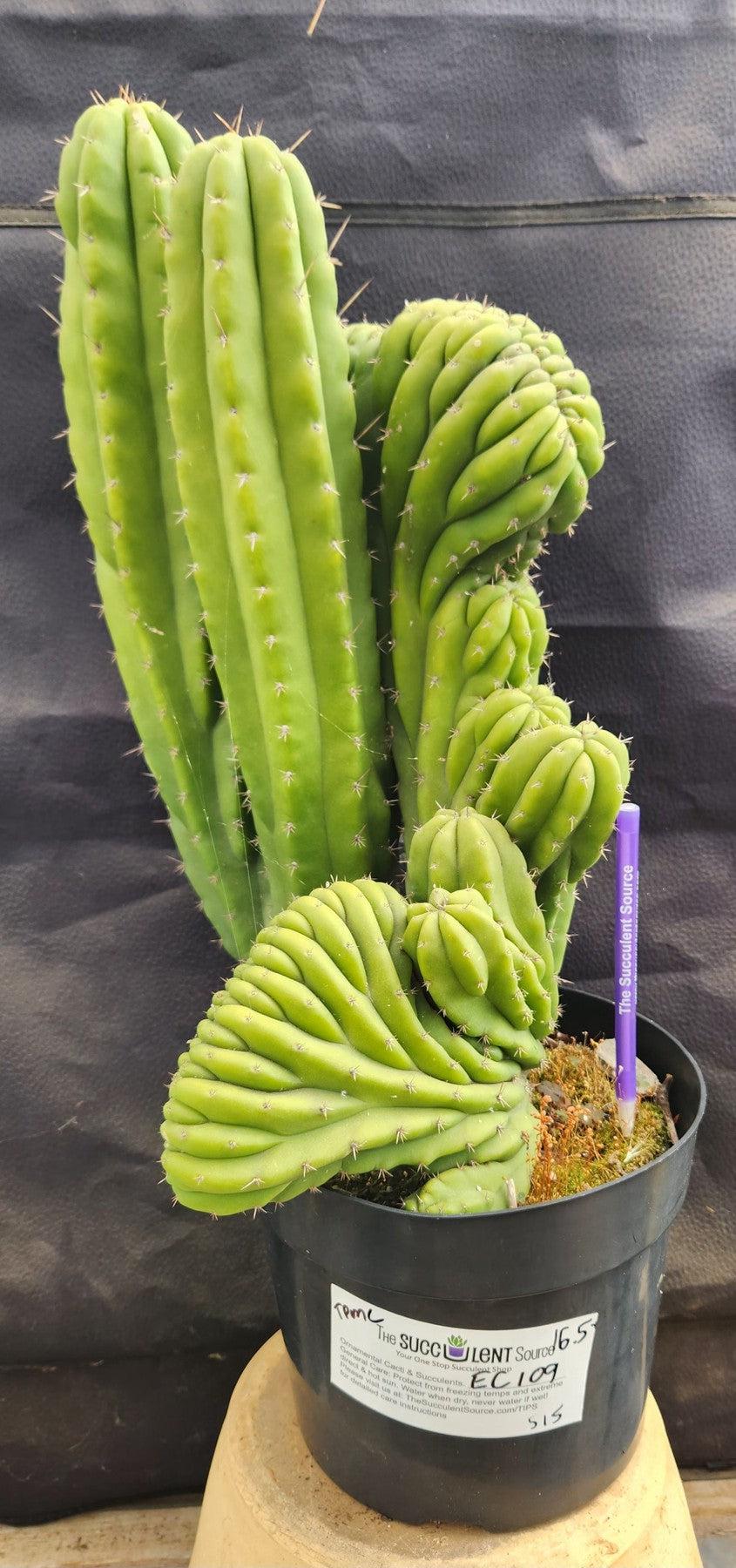 #EC109 Exact Trichocereus Pachanoi Crested Cactus-Cactus - Large - Exact-The Succulent Source