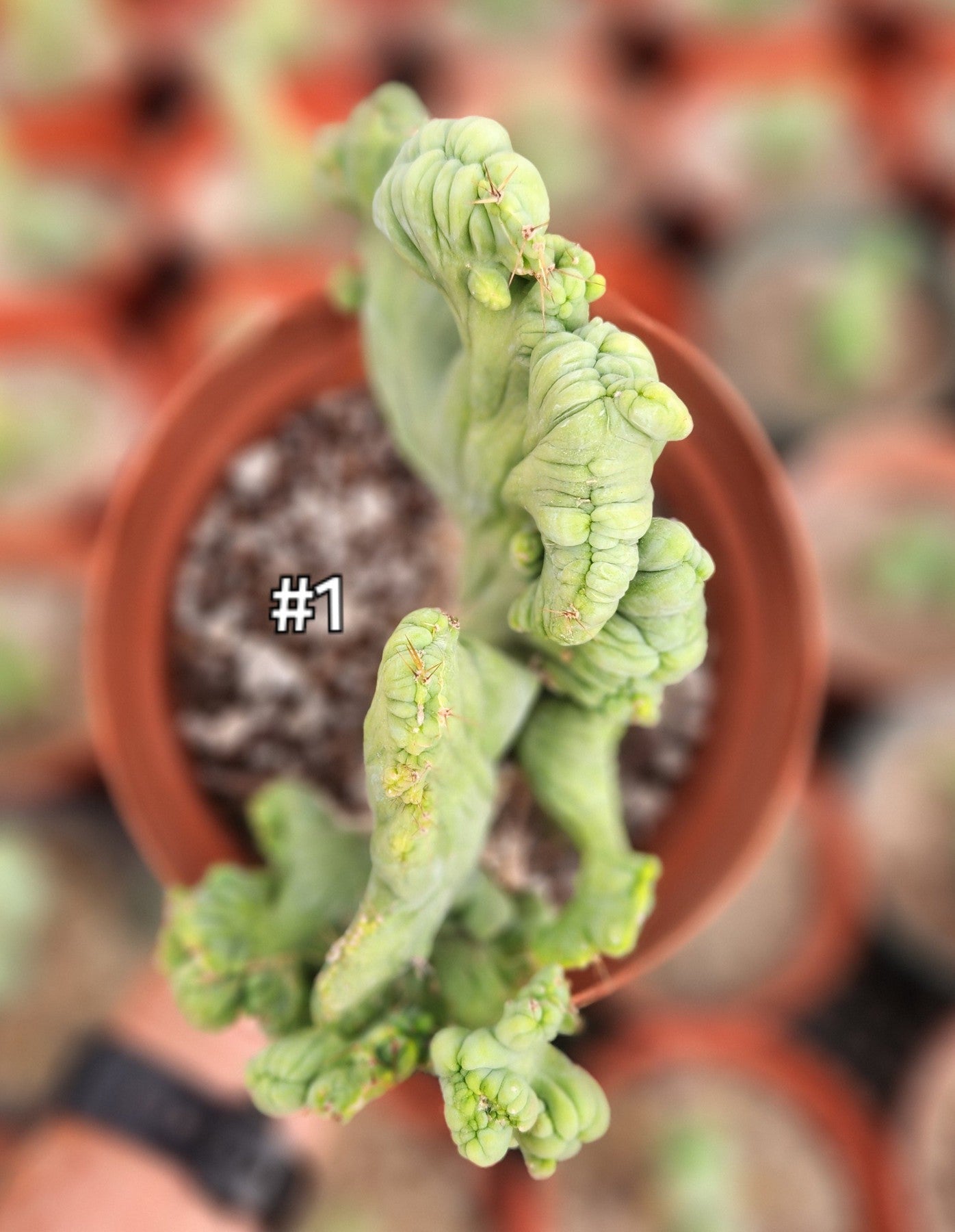 #EC11 EXACT Trichocereus Bridgesii Monstrose TBMC Crested Cactus-Cactus - Large - Exact-The Succulent Source