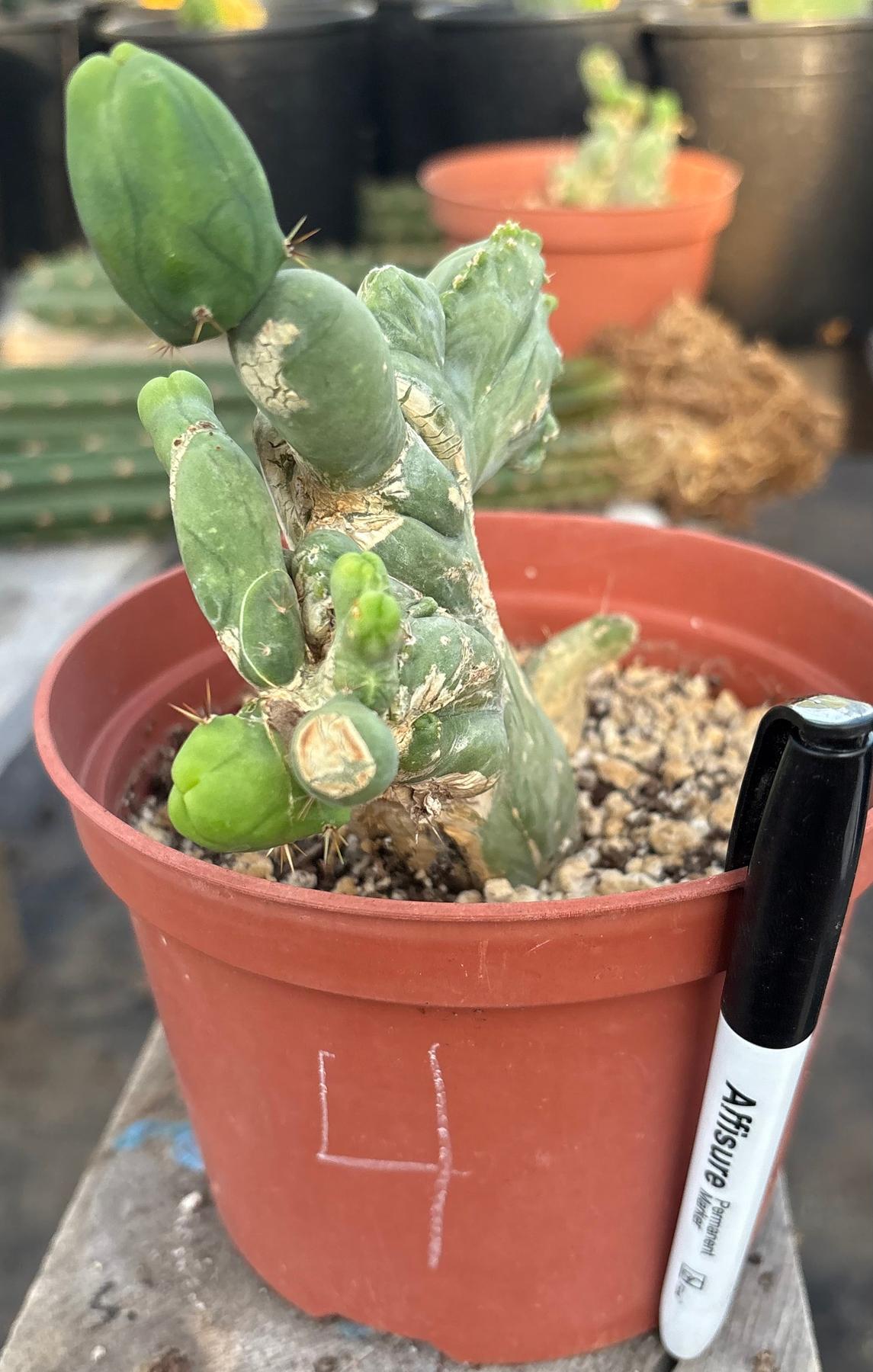 #EC11 EXACT Trichocereus Bridgesii Monstrose TBMC Crested Cactus Specimens-Cactus - Large - Exact-The Succulent Source