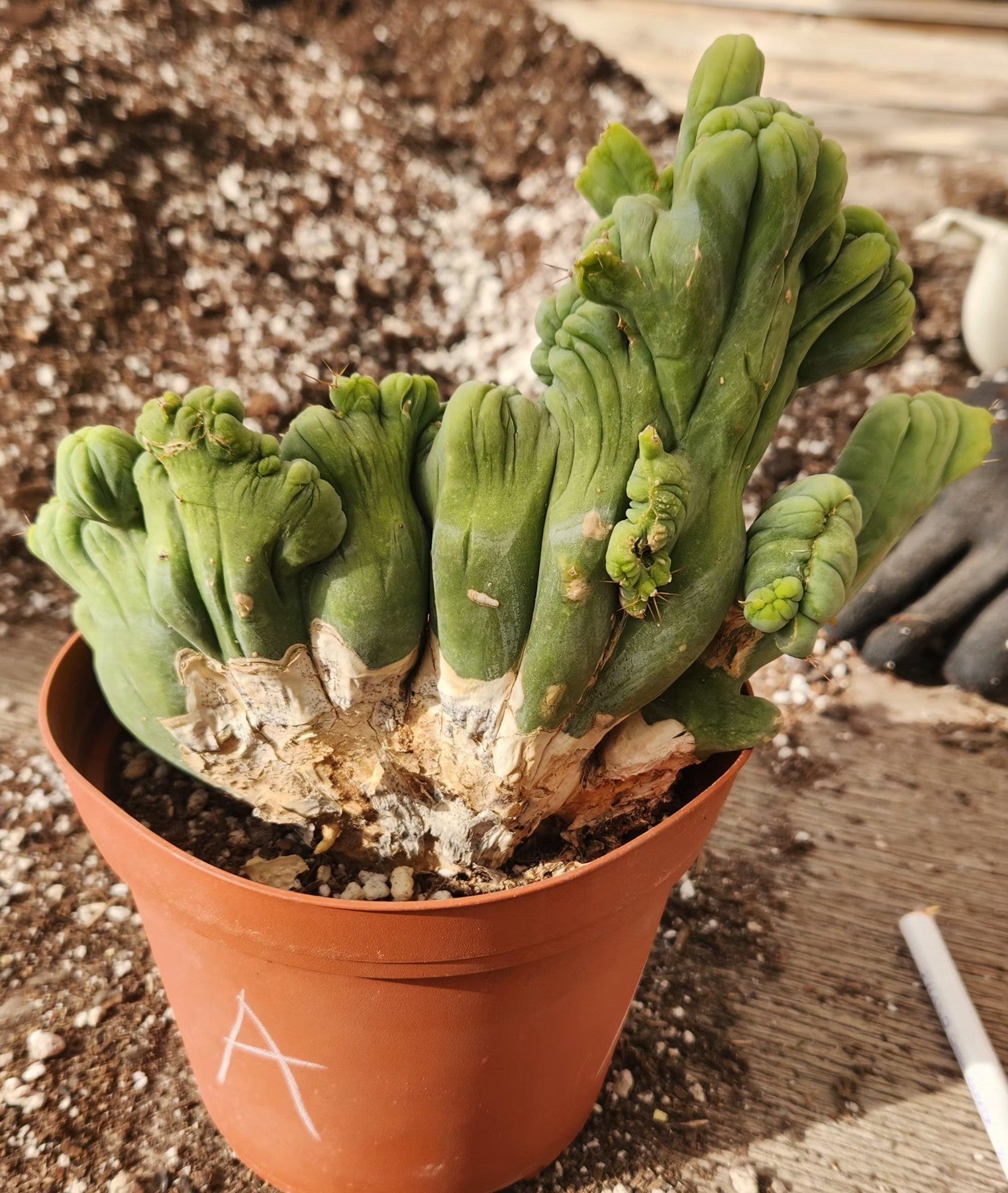 #EC11 EXACT Trichocereus Bridgesii Monstrose TBMC Crested Cactus Specimens-Cactus - Large - Exact-The Succulent Source