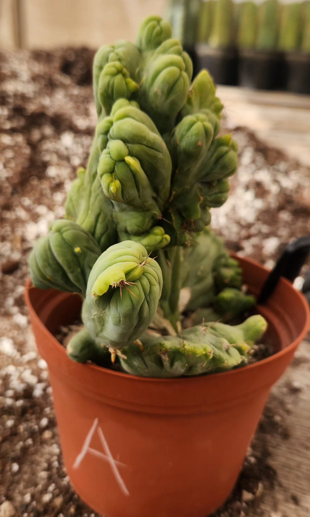 #EC11 EXACT Trichocereus Bridgesii Monstrose TBMC Crested Cactus Specimens-Cactus - Large - Exact-The Succulent Source