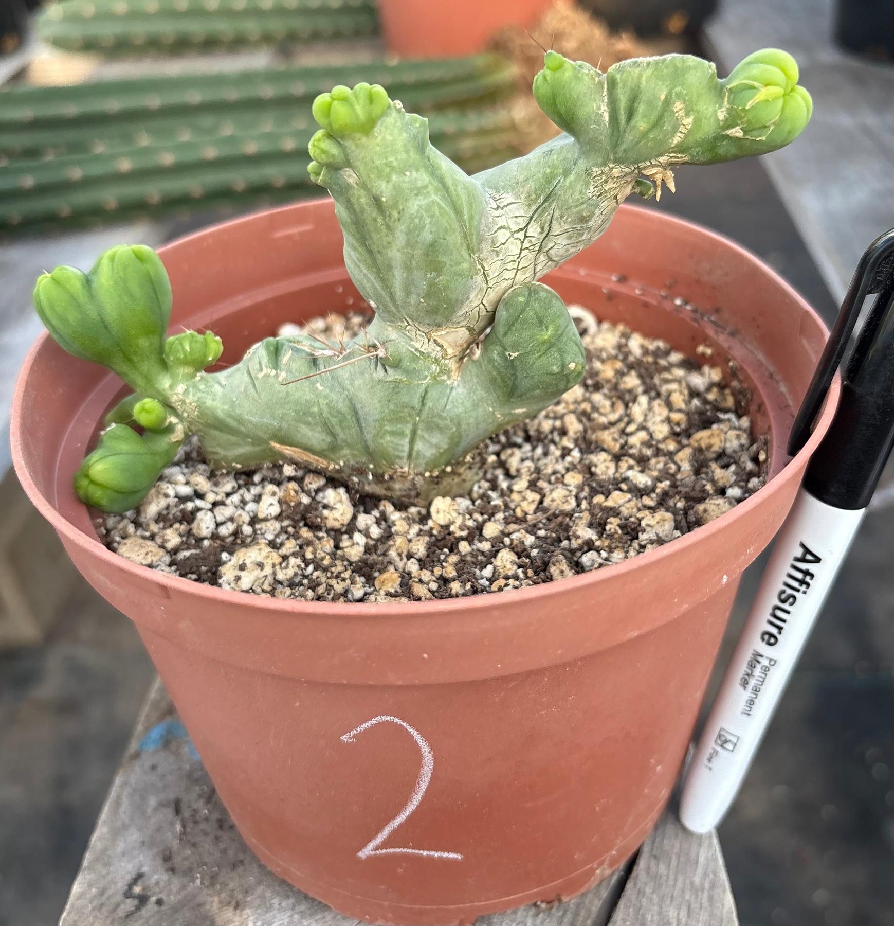 #EC11 EXACT Trichocereus Bridgesii Monstrose TBMC Crested Cactus Specimens-Cactus - Large - Exact-The Succulent Source