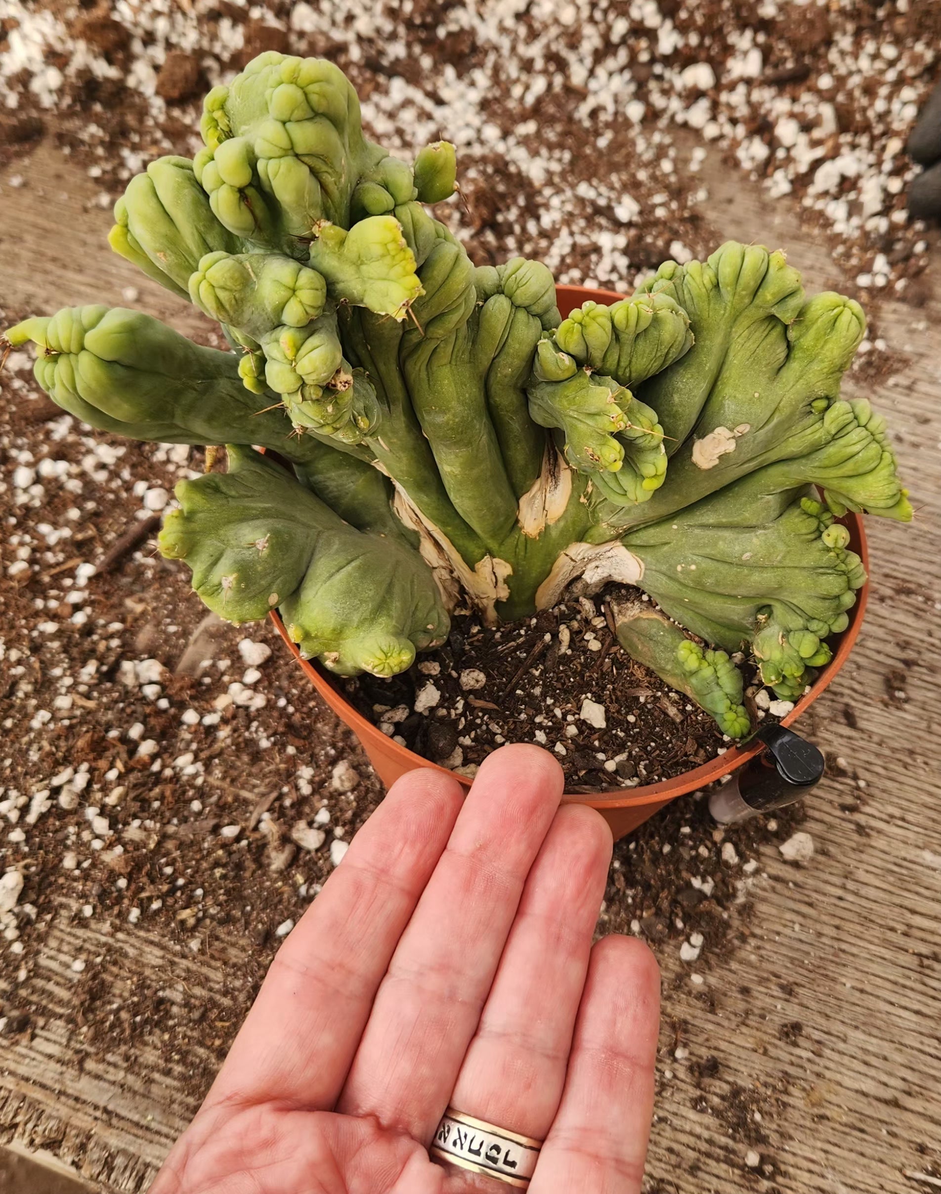 #EC11 EXACT Trichocereus Bridgesii Monstrose TBMC Crested Cactus Specimens-Cactus - Large - Exact-The Succulent Source