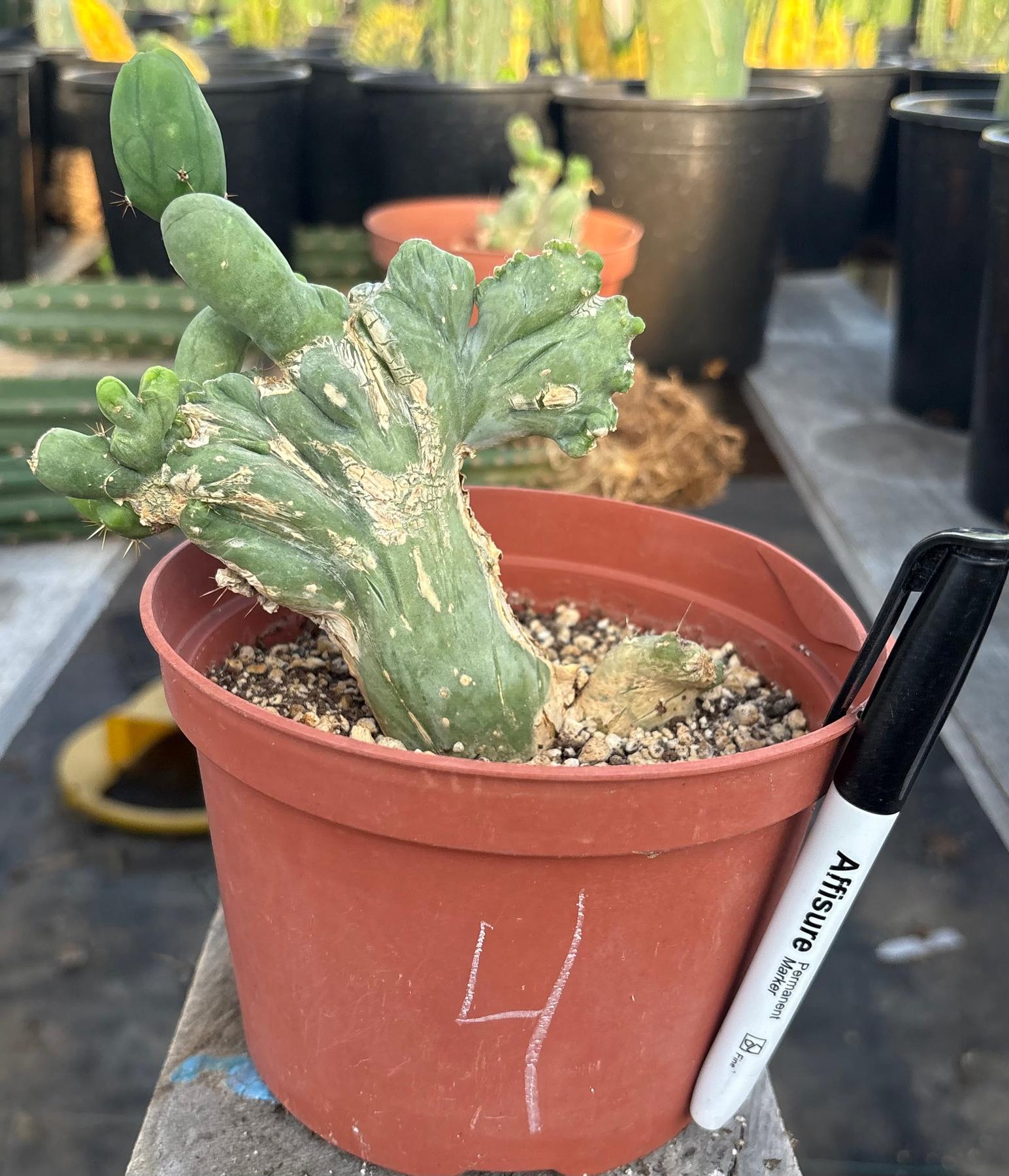 #EC11 EXACT Trichocereus Bridgesii Monstrose TBMC Crested Cactus Specimens-Cactus - Large - Exact-The Succulent Source