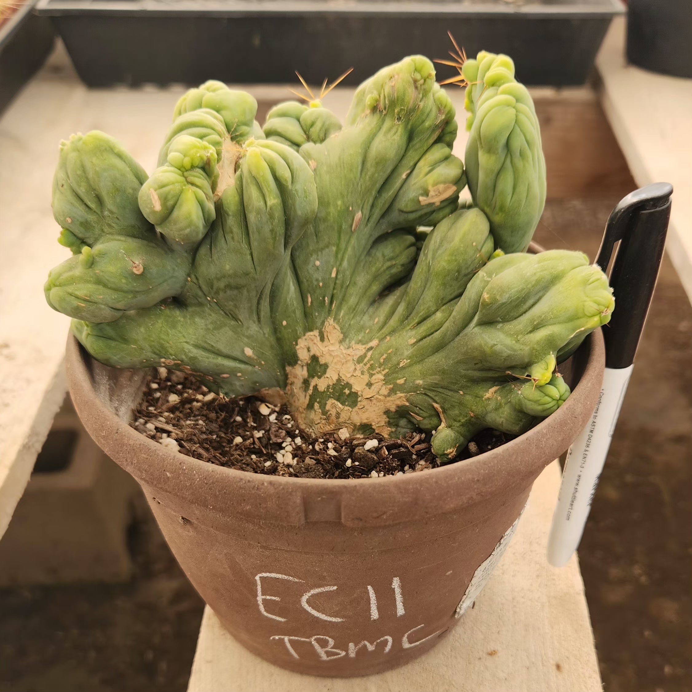 #EC11 EXACT Trichocereus Bridgesii Monstrose TBMC Crested Cactus Specimens-Cactus - Large - Exact-The Succulent Source