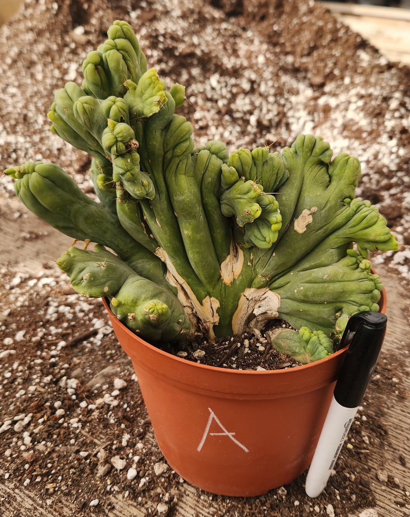 #EC11 EXACT Trichocereus Bridgesii Monstrose TBMC Crested Cactus Specimens-Cactus - Large - Exact-The Succulent Source