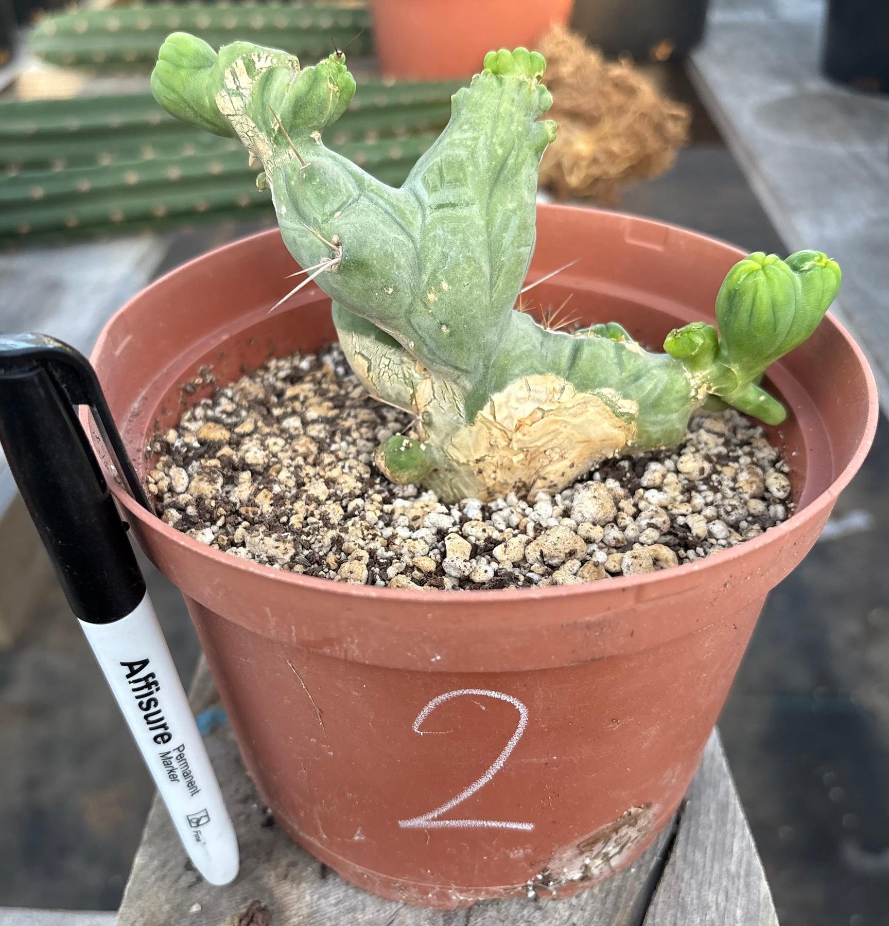 #EC11 EXACT Trichocereus Bridgesii Monstrose TBMC Crested Cactus Specimens-Cactus - Large - Exact-The Succulent Source