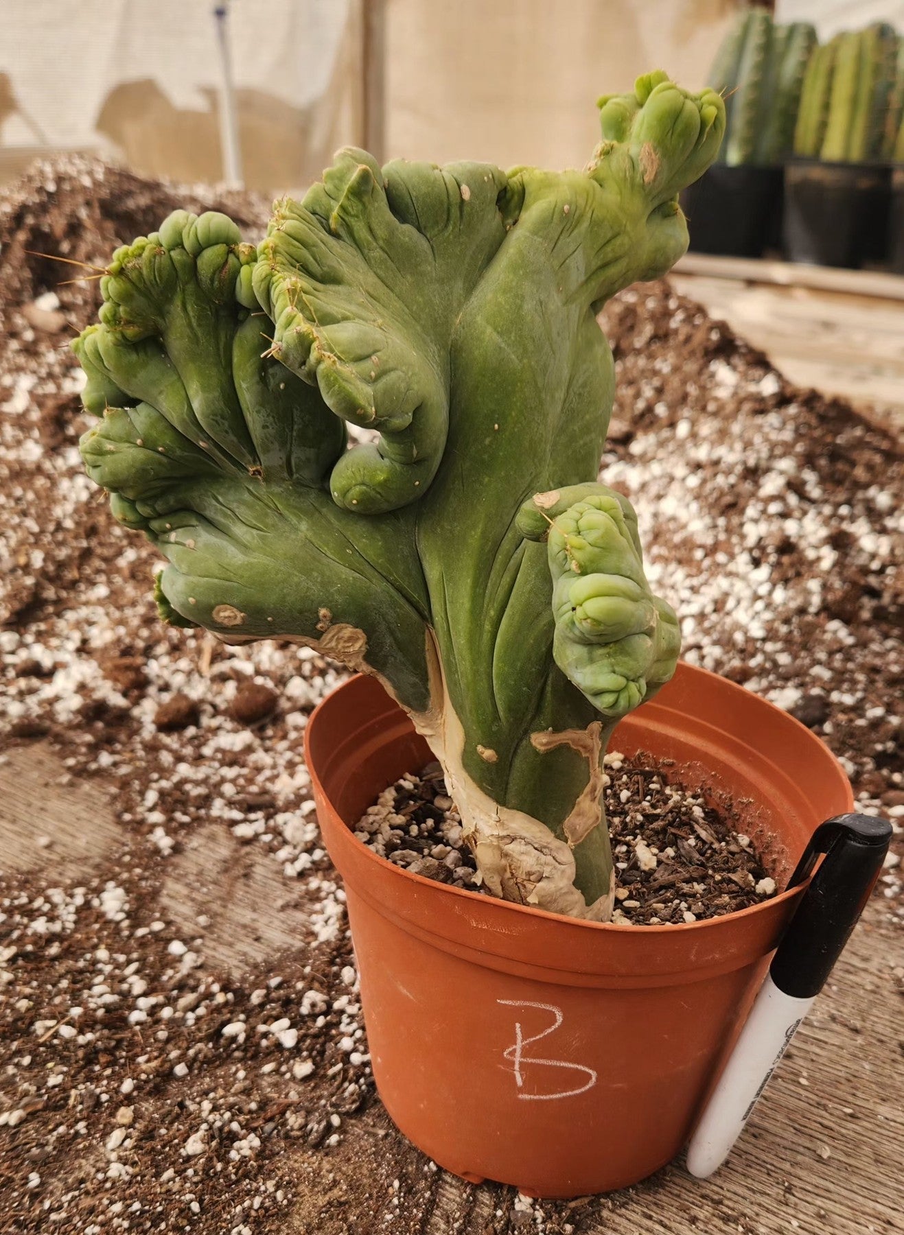 #EC11 EXACT Trichocereus Bridgesii Monstrose TBMC Crested Cactus Specimens-Cactus - Large - Exact-The Succulent Source