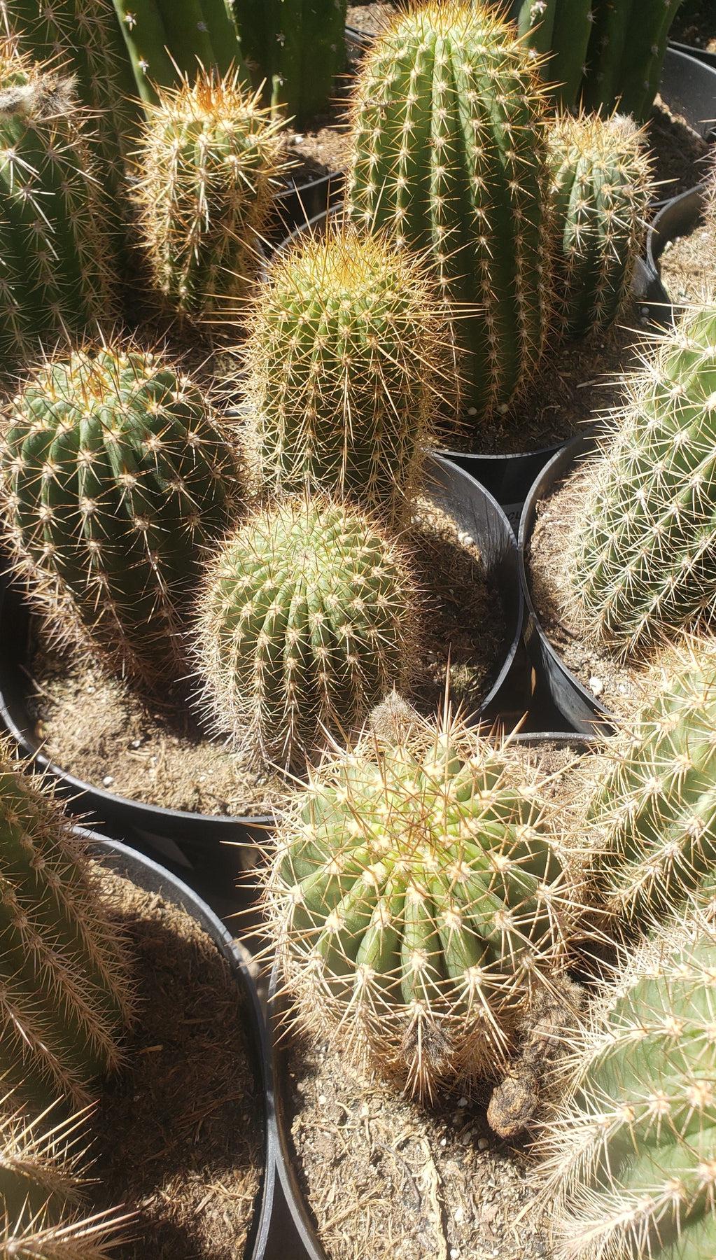 #EC111 EXACT Trichocereus Grandiflorus Ornamental Cactus "-Cactus - Large - Exact-The Succulent Source