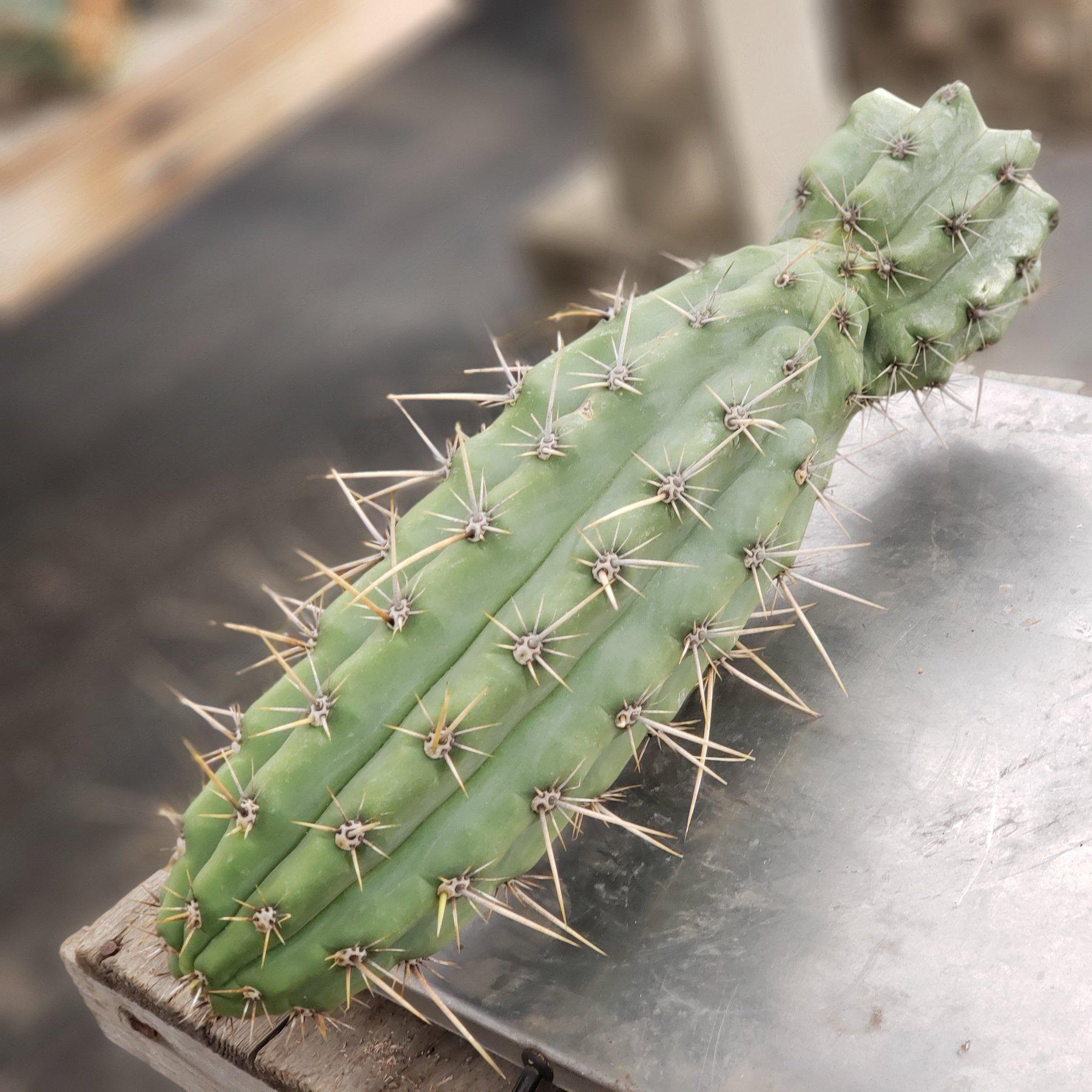 #EC112 EXACT Trichocereus Cuzcoensis Cactus CUTTINGS-Cactus - Large - Exact-The Succulent Source