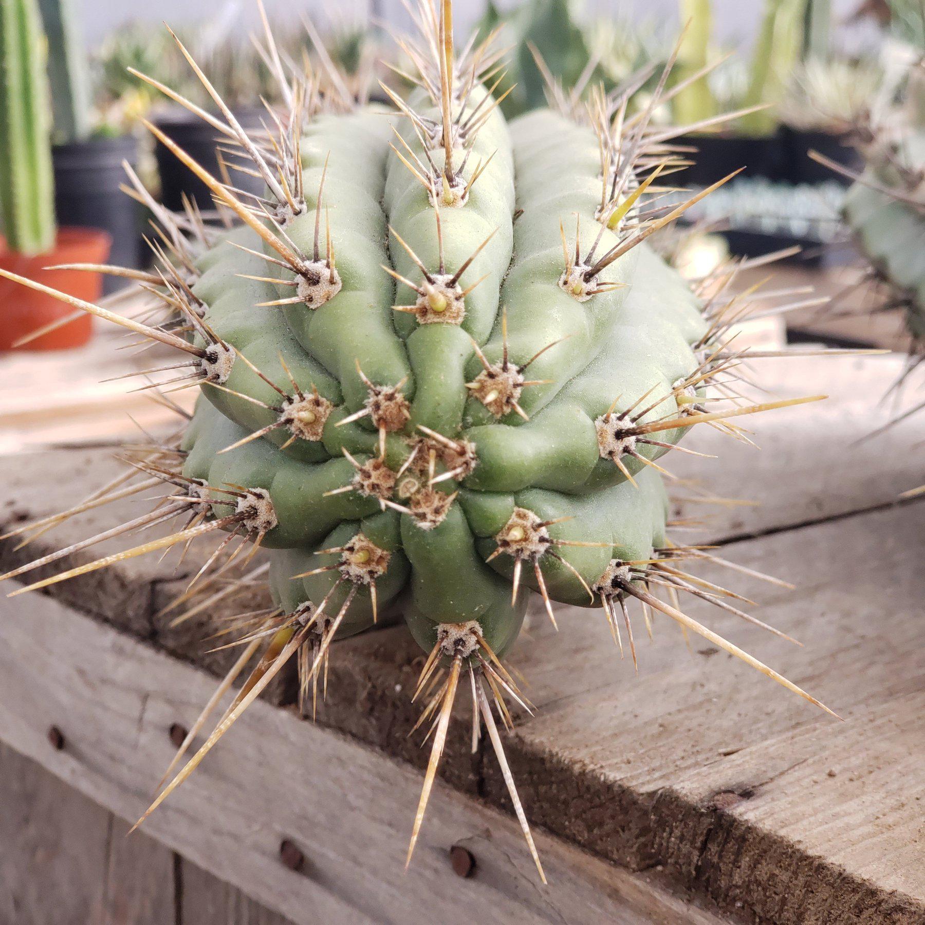 #EC112 EXACT Trichocereus Cuzcoensis Cactus CUTTINGS-Cactus - Large - Exact-The Succulent Source