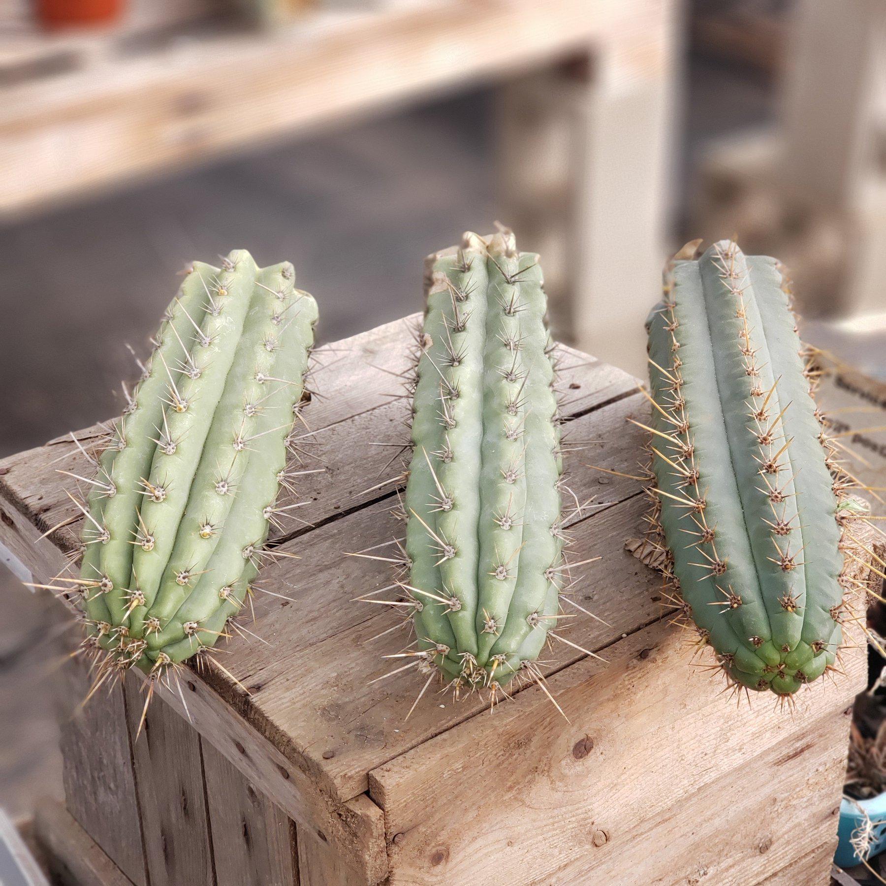 #EC112 EXACT Trichocereus Cuzcoensis Cactus CUTTINGS-Cactus - Large - Exact-The Succulent Source